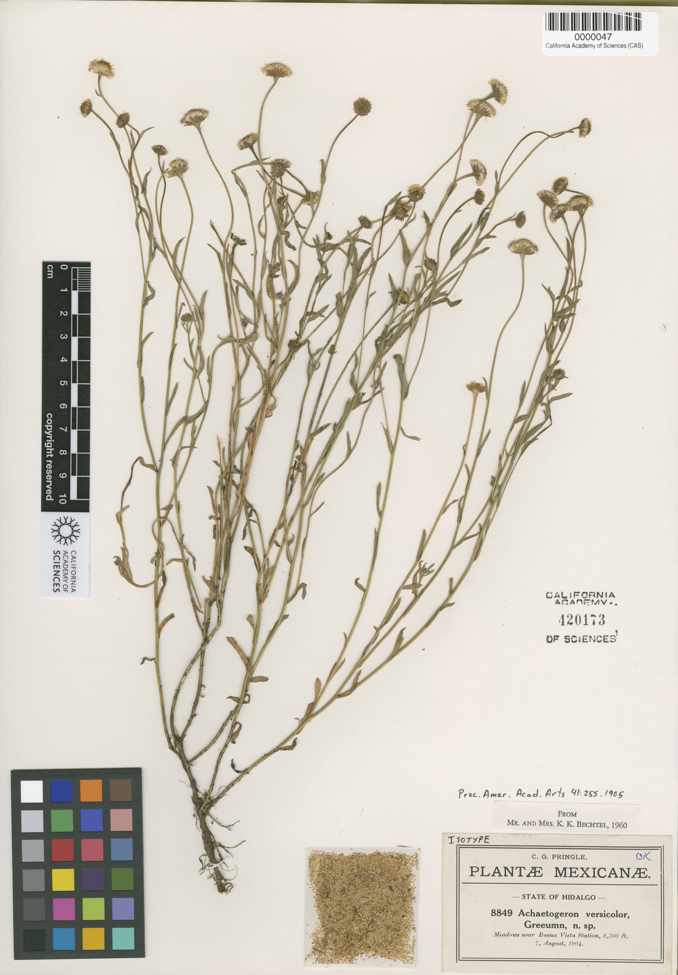 Erigeron versicolor image