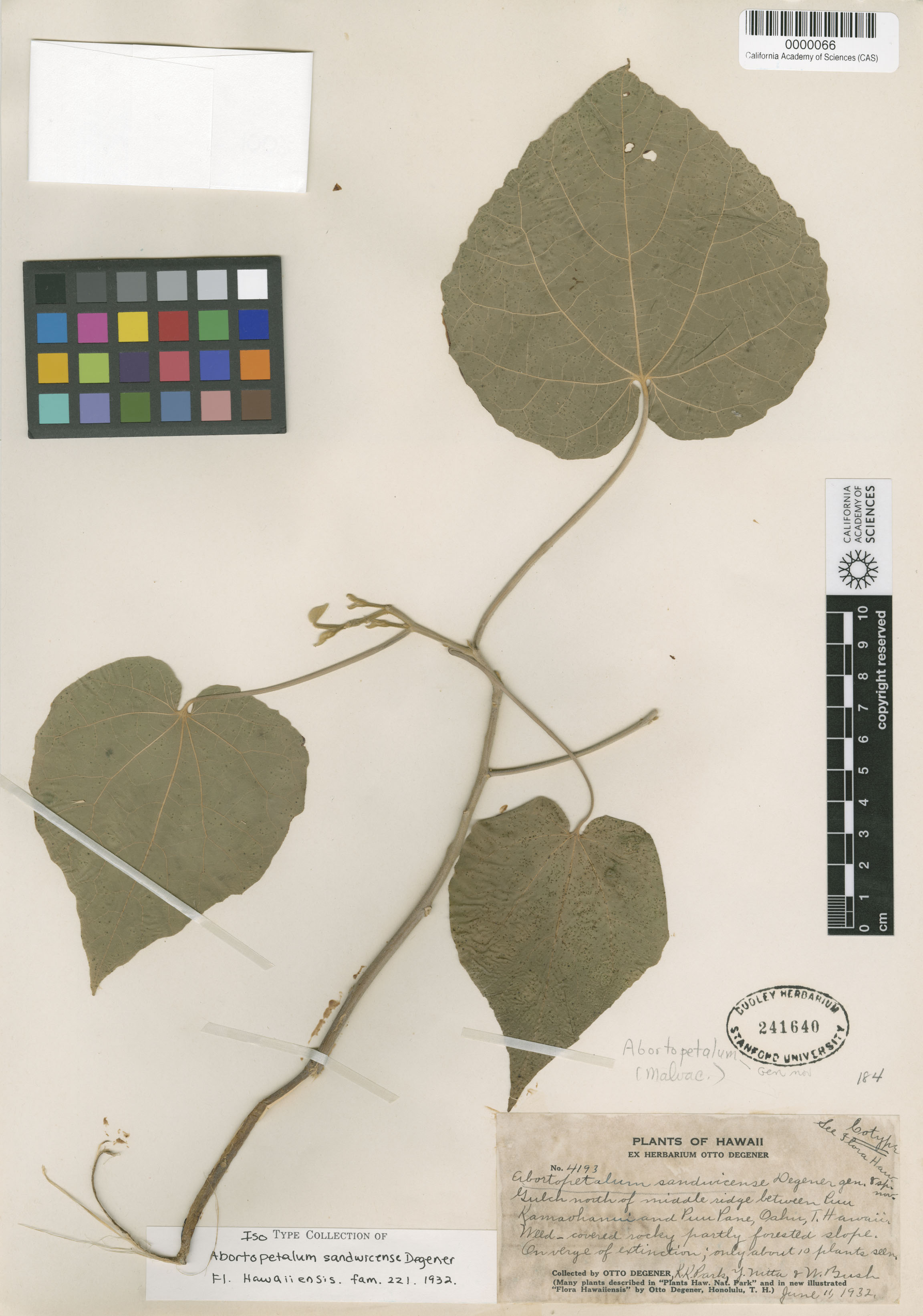 Abutilon image