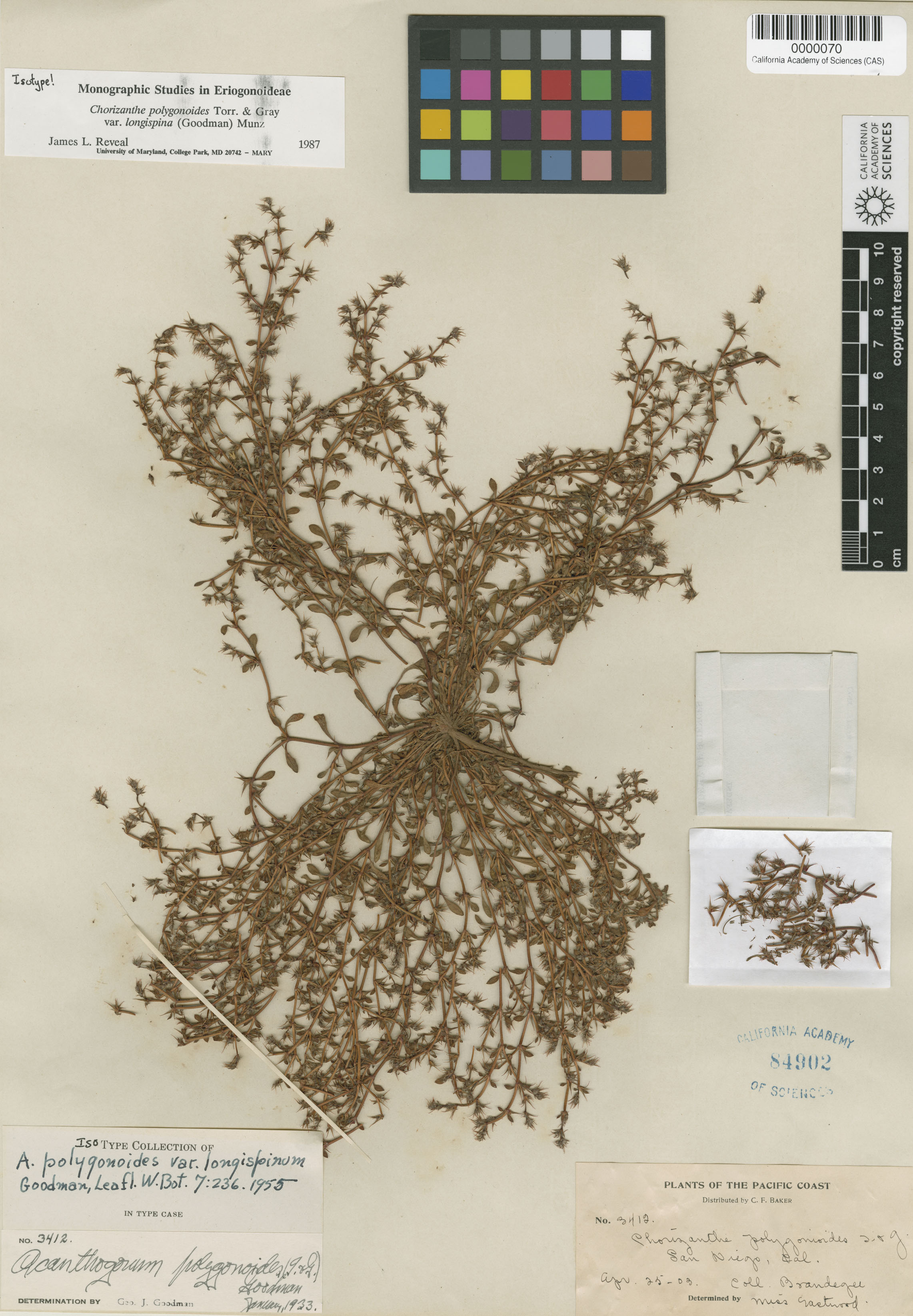 Chorizanthe polygonoides image