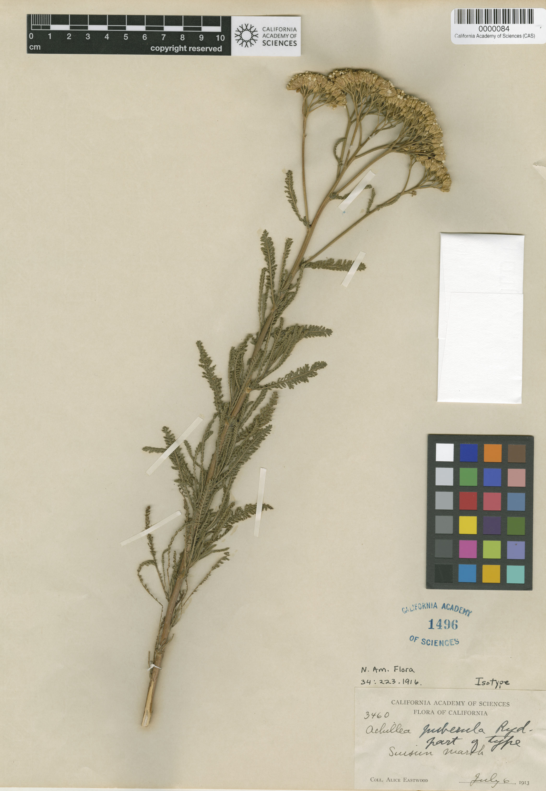 Achillea millefolium image