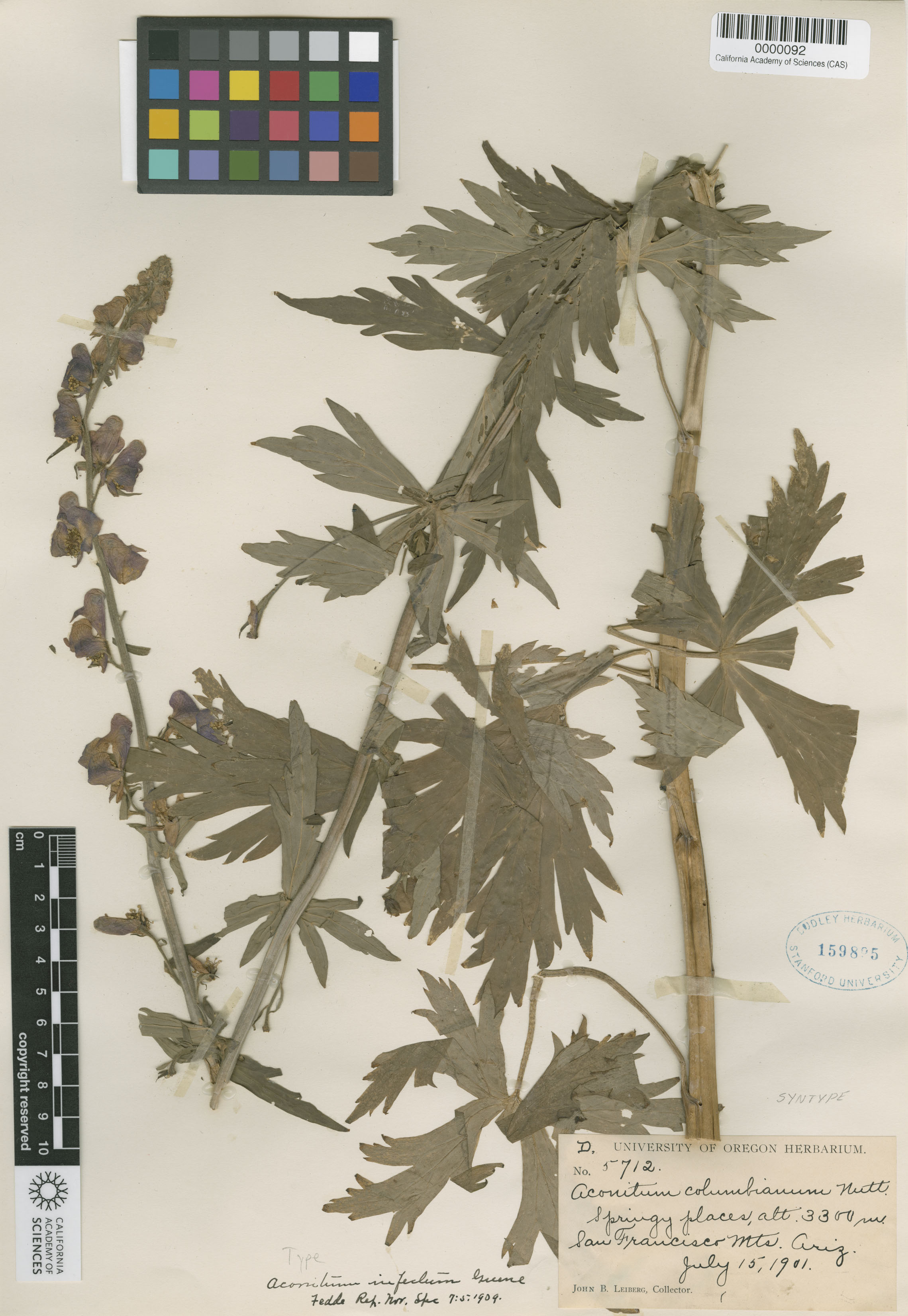 Aconitum columbianum ssp. columbianum image