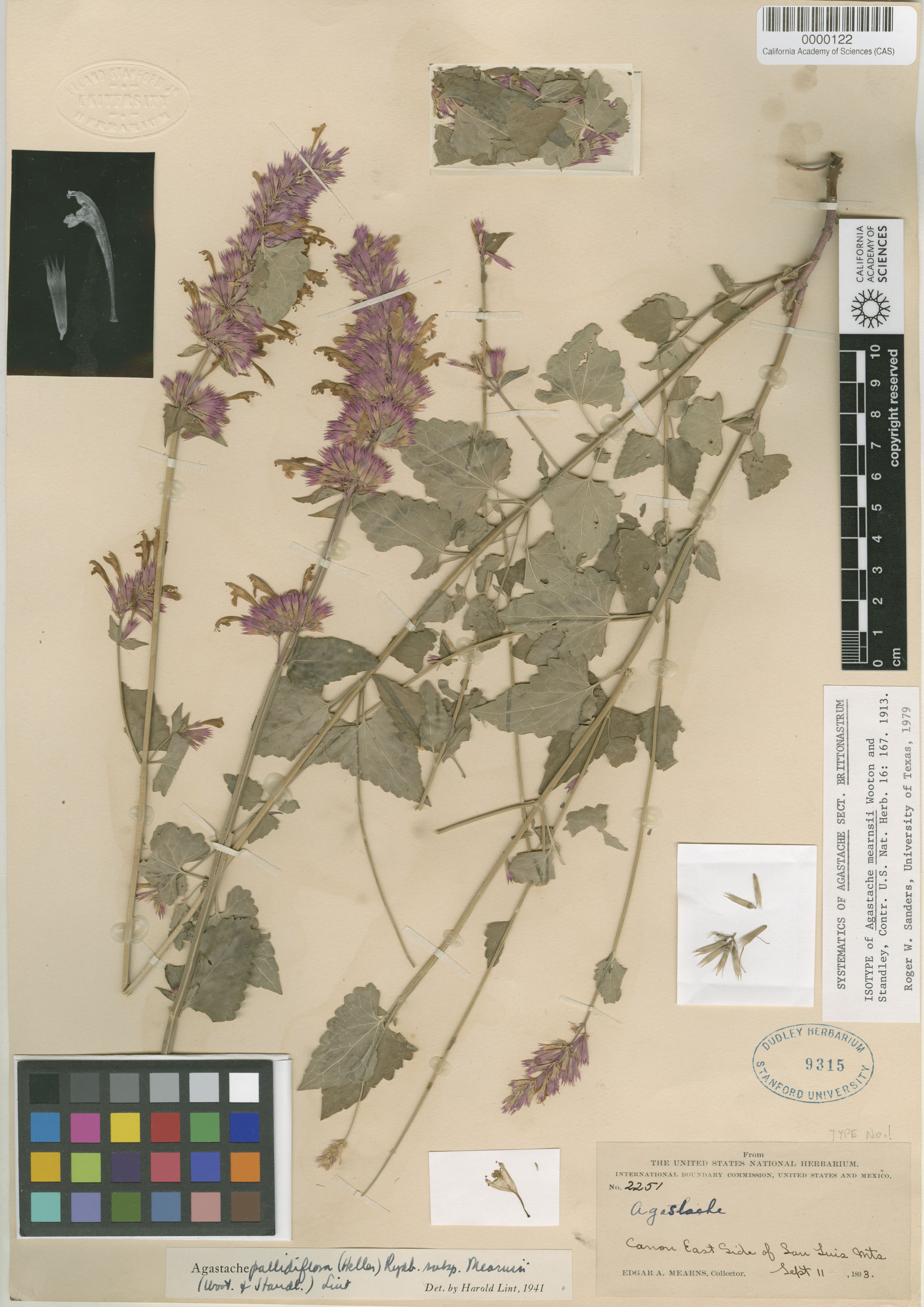 Agastache mearnsii image