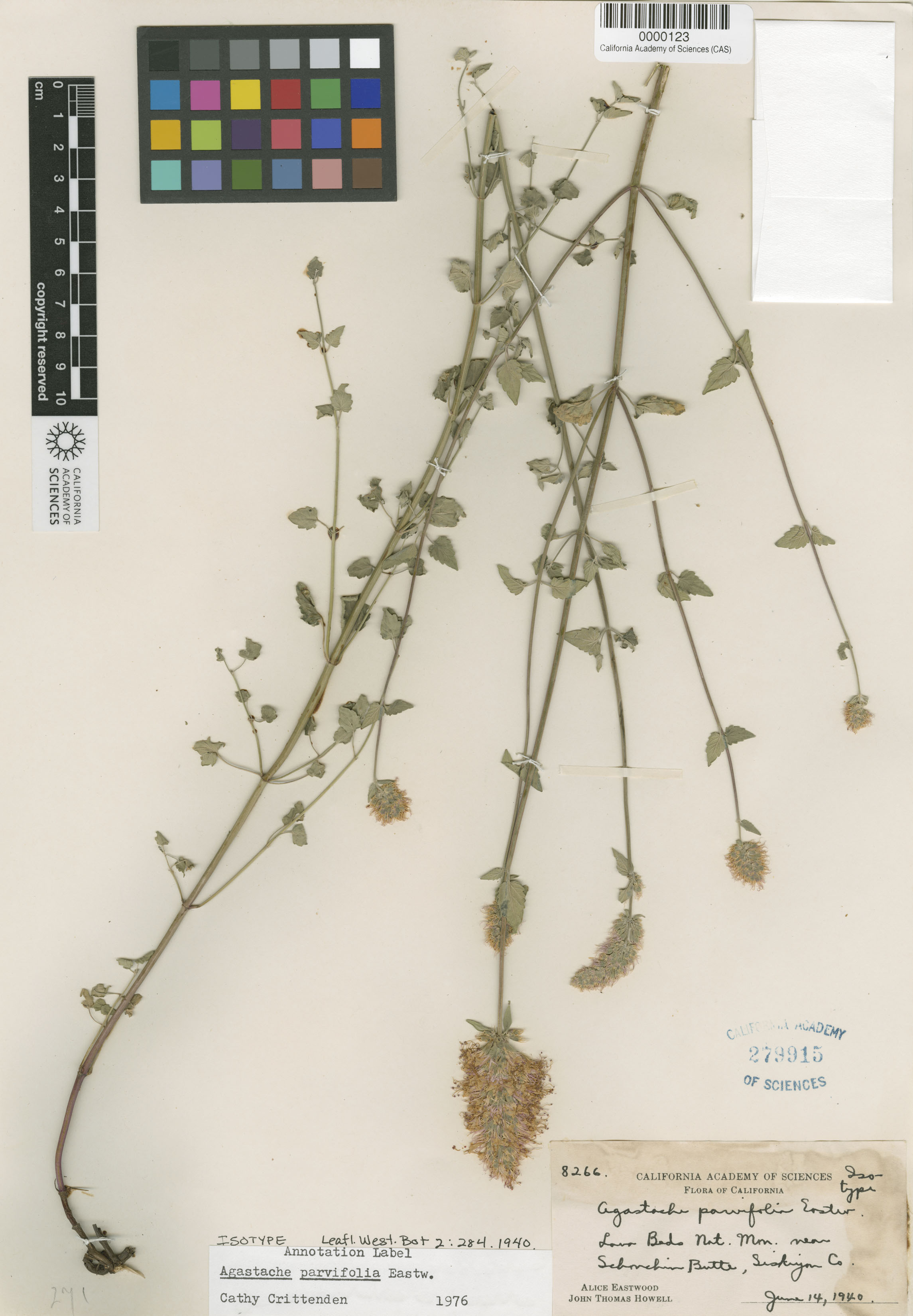 Agastache parvifolia image