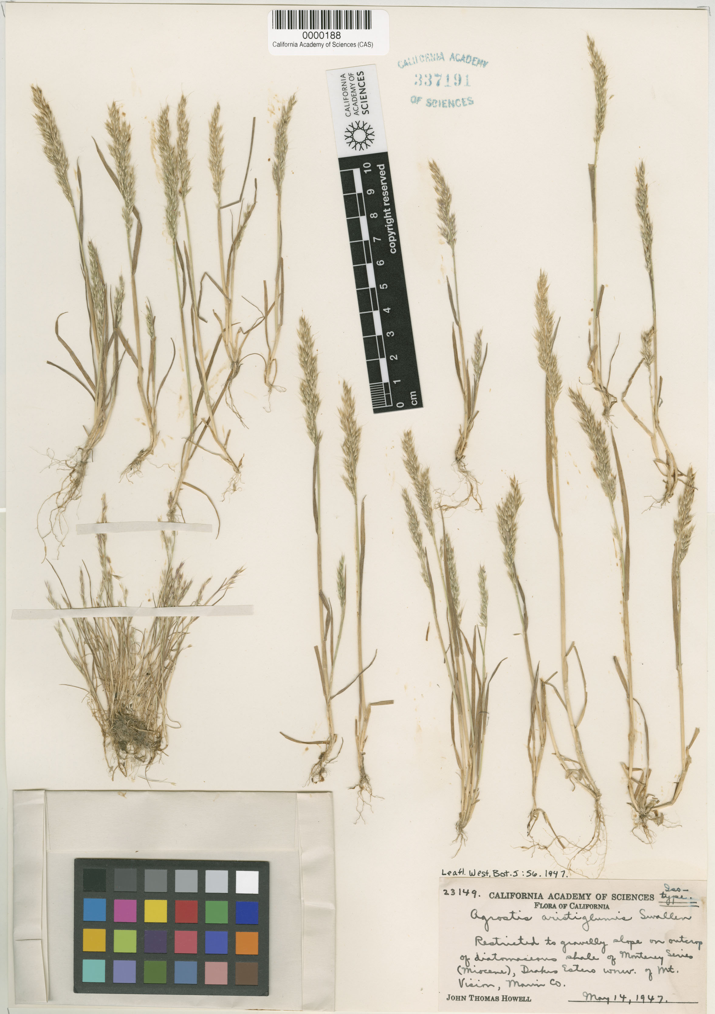 Agrostis microphylla image
