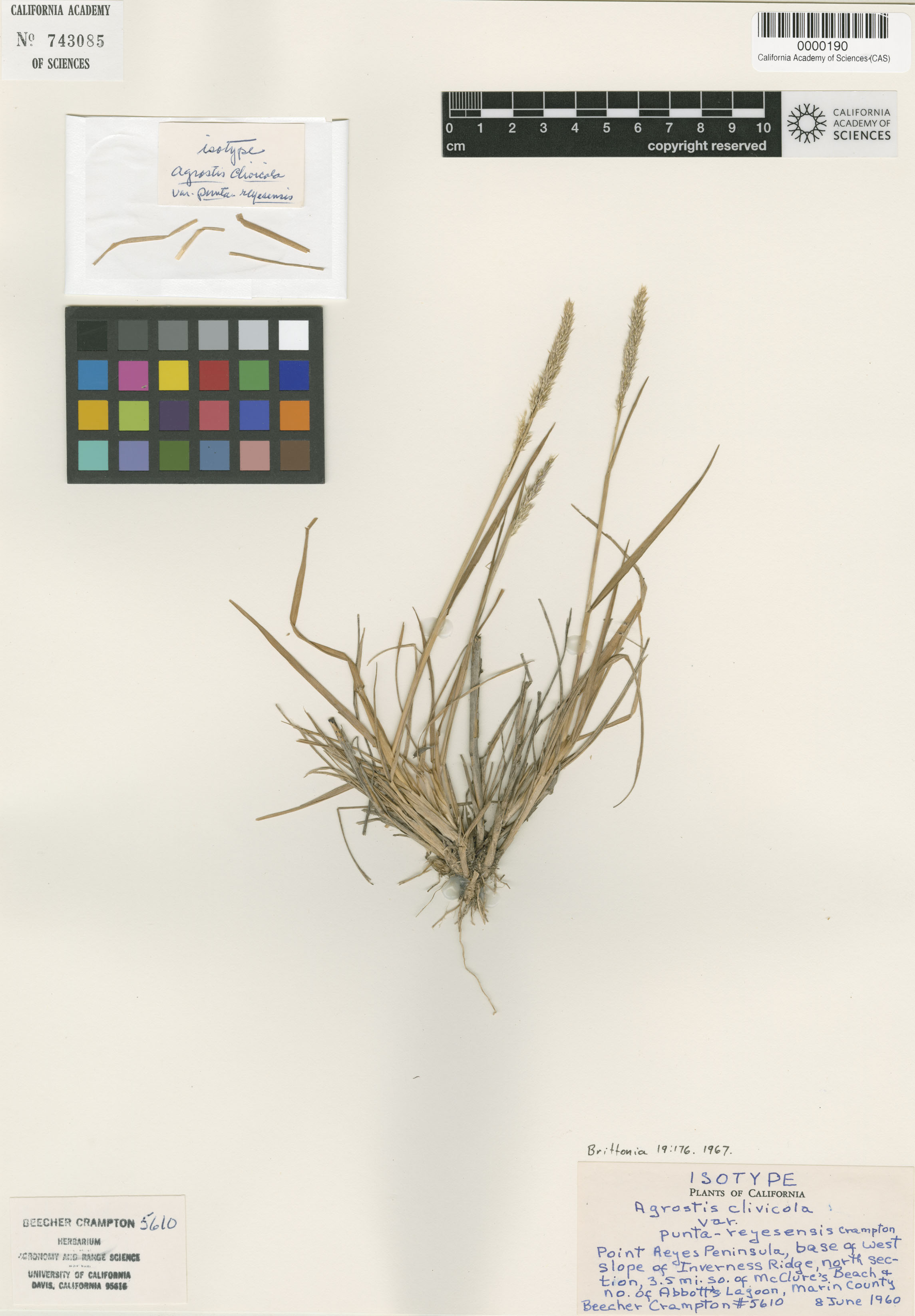 Agrostis densiflora image