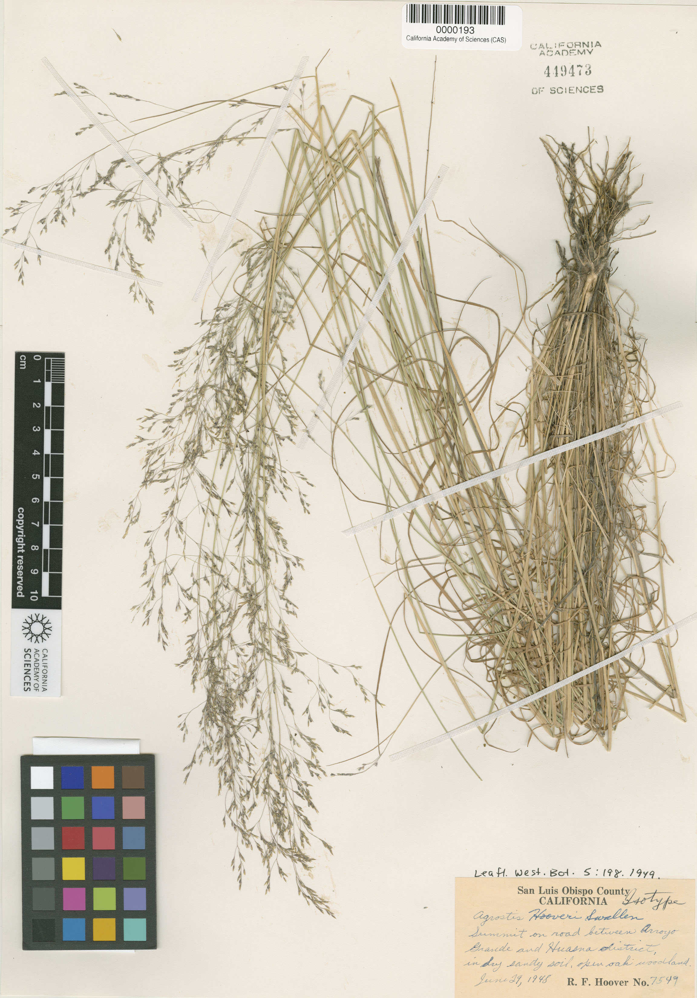 Agrostis hooveri image