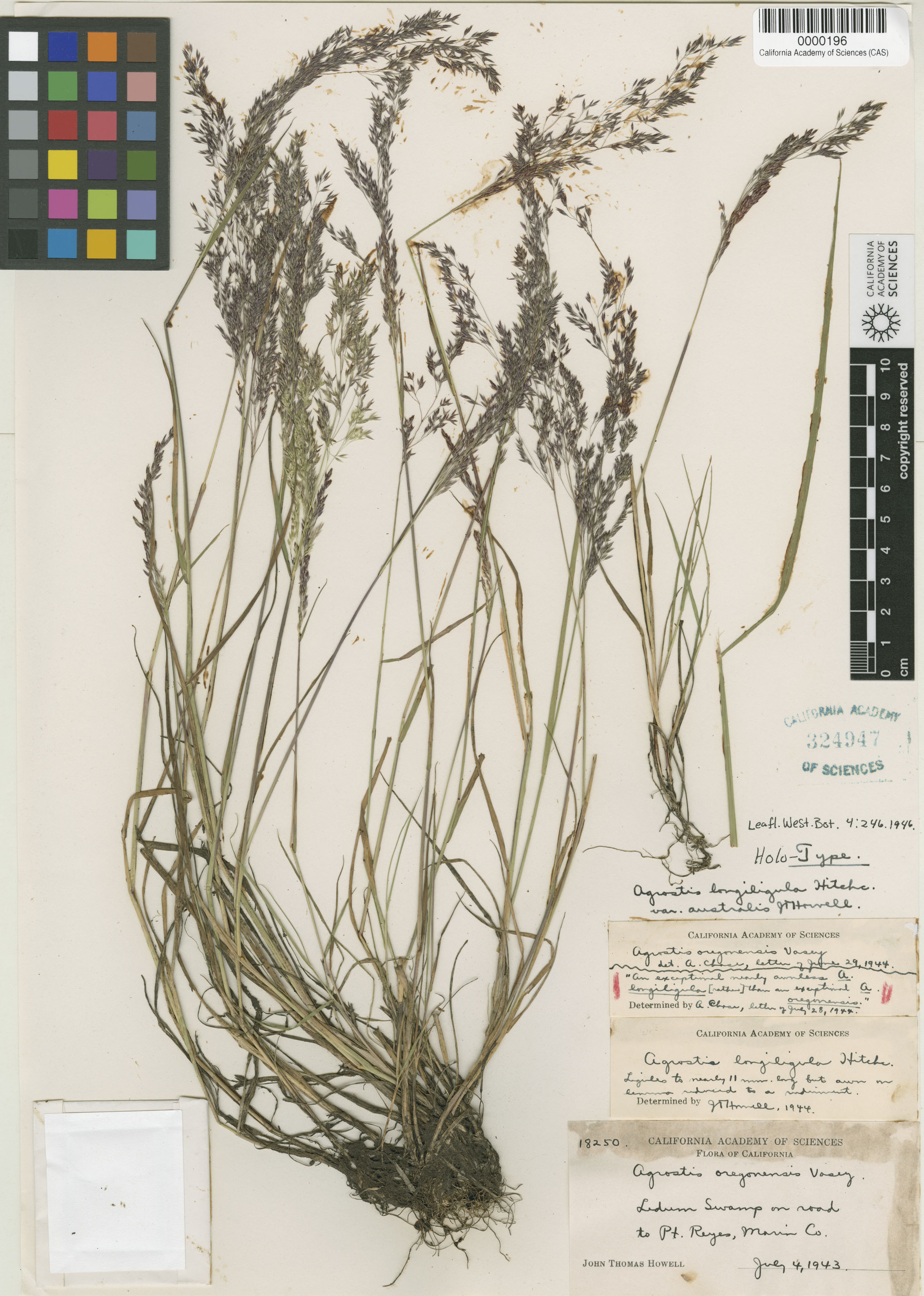 Agrostis exarata image