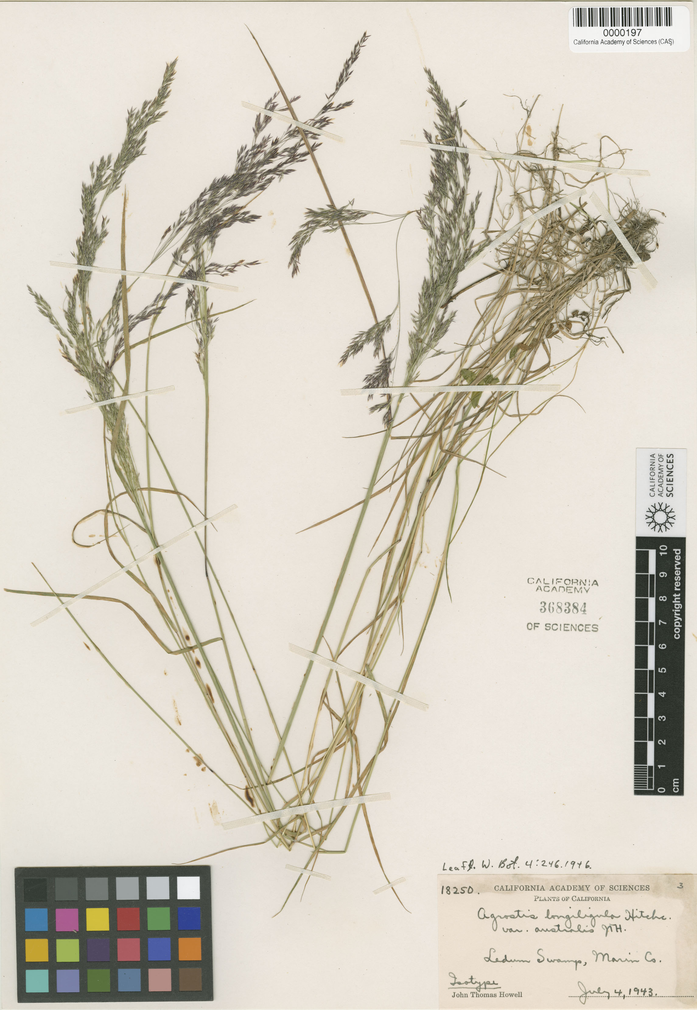 Agrostis exarata image