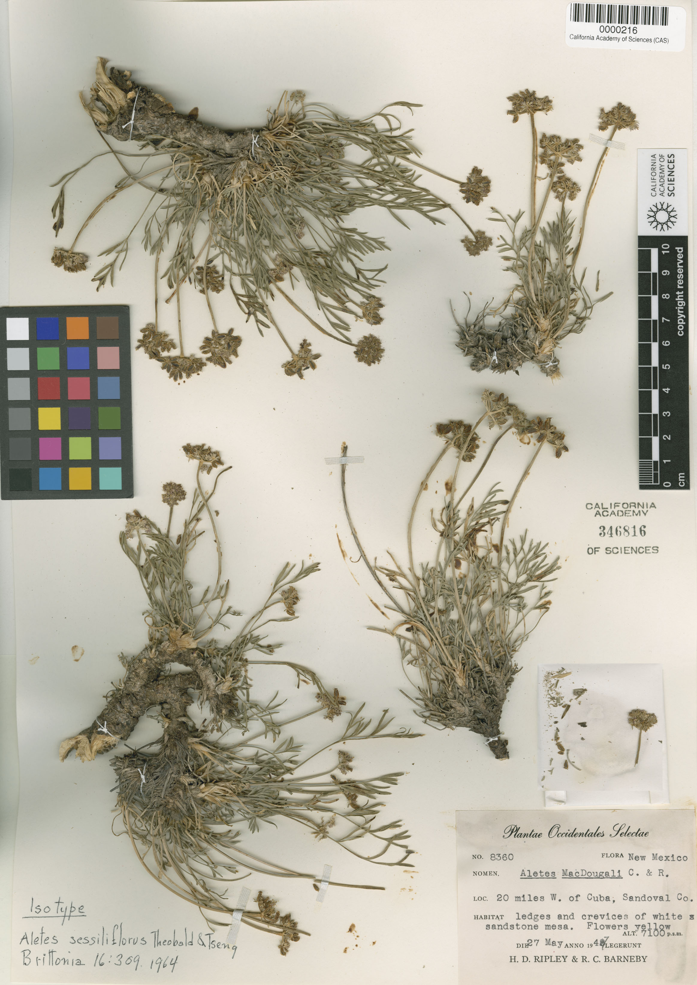 Aletes sessiliflorus image