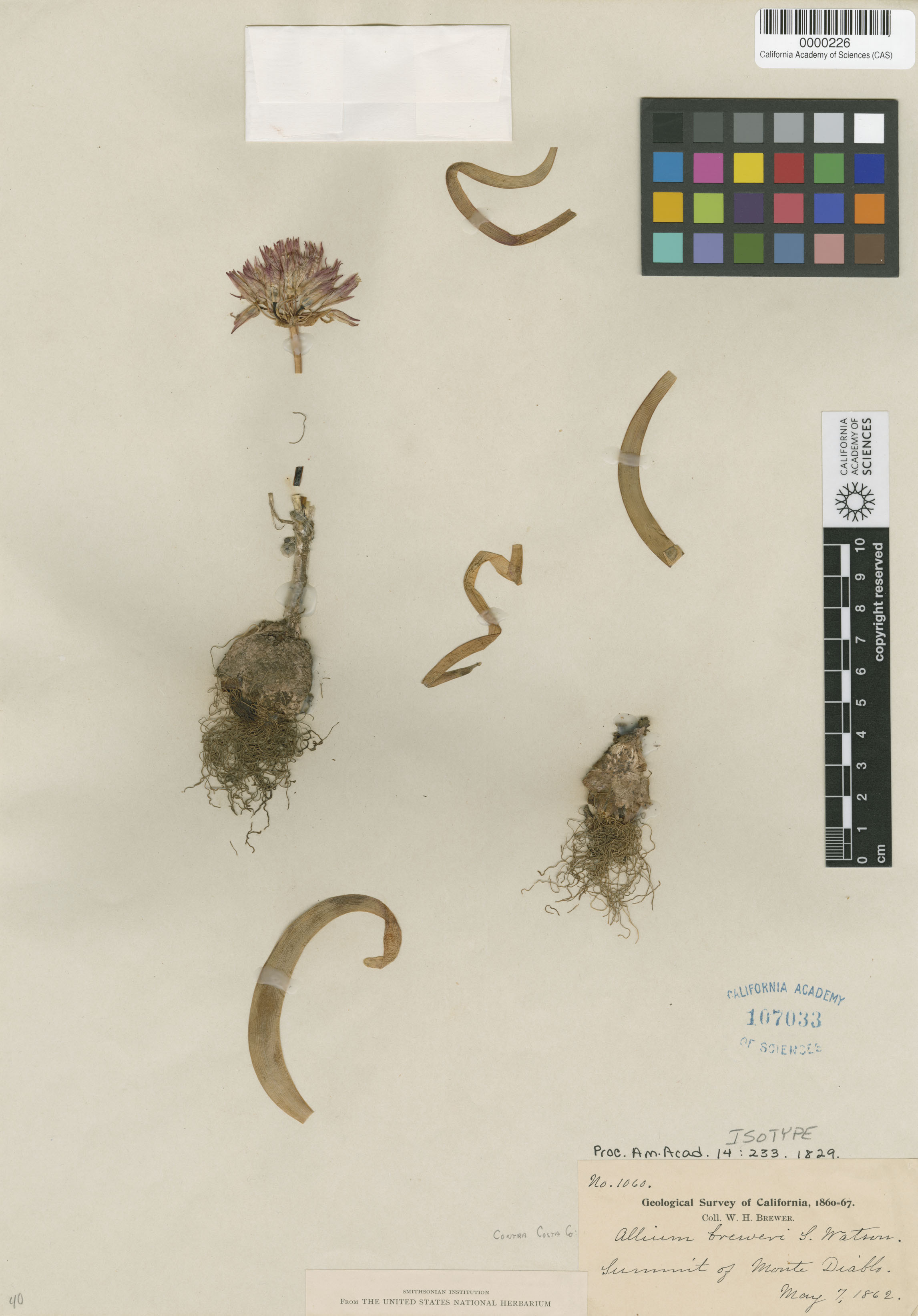 Allium falcifolium image