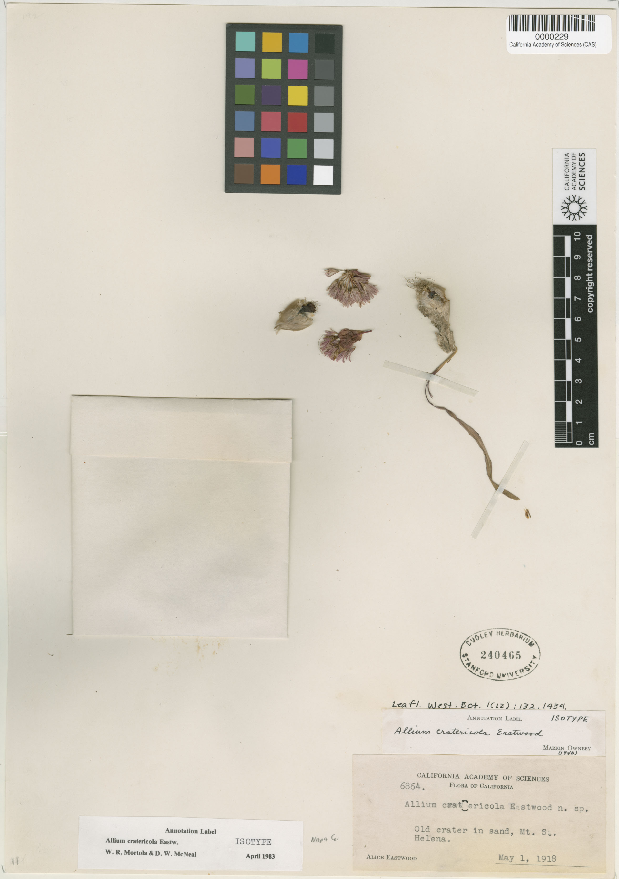 Allium cratericola image