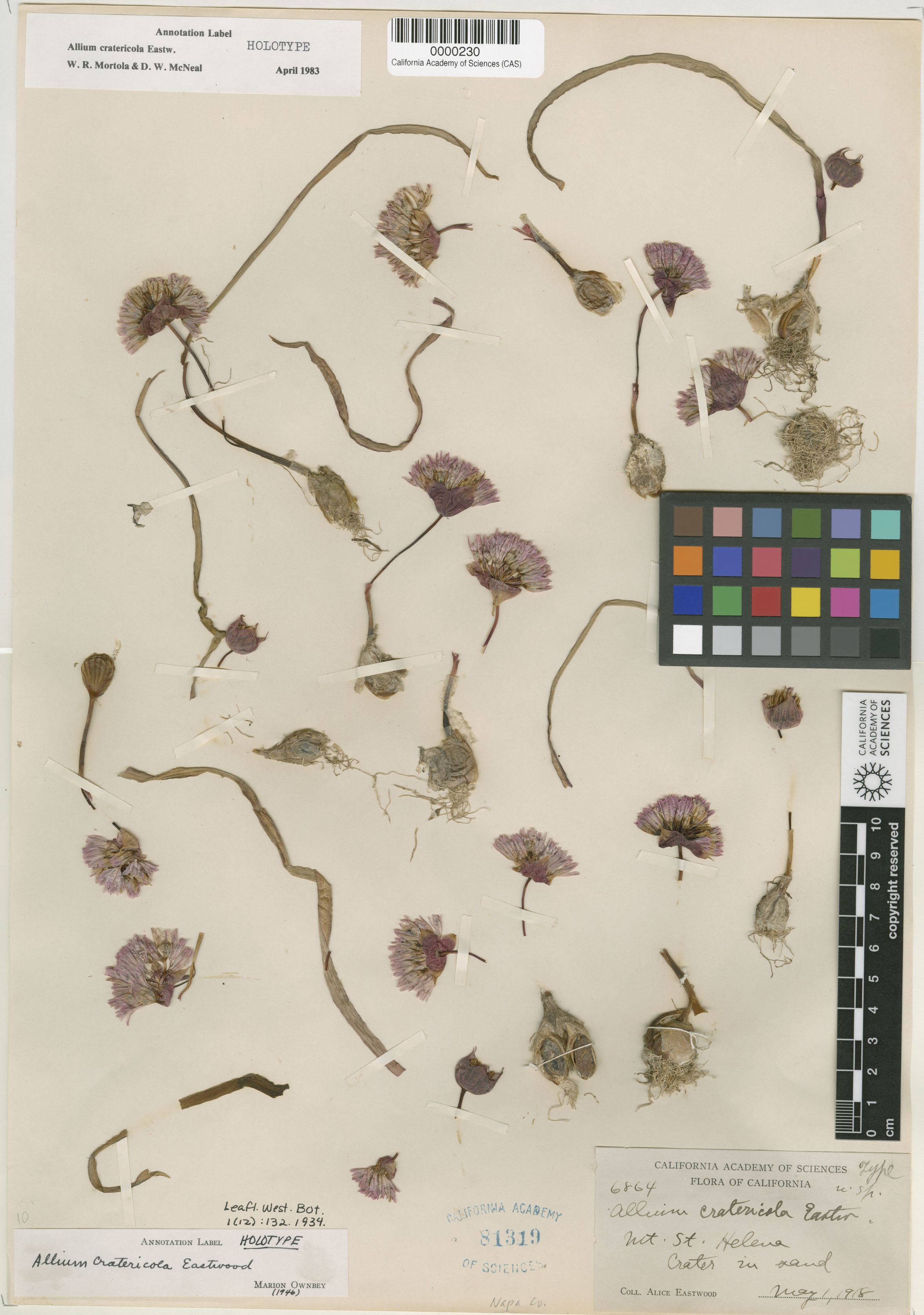 Amaryllidaceae image