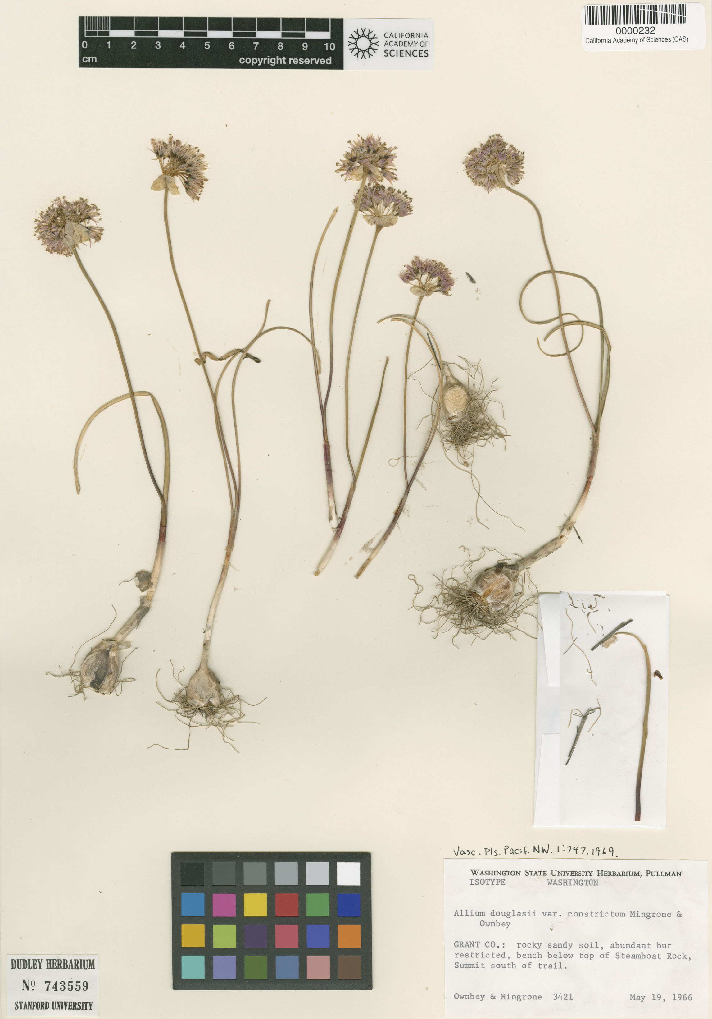 Allium constrictum image