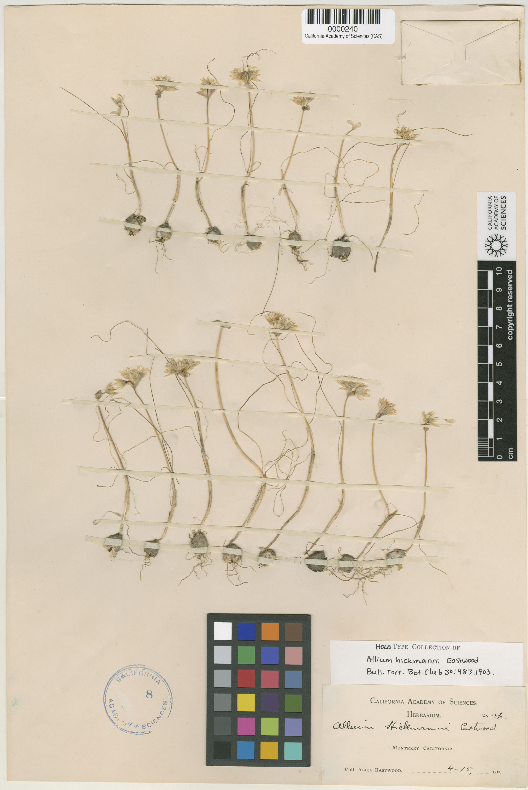 Allium hickmanii image