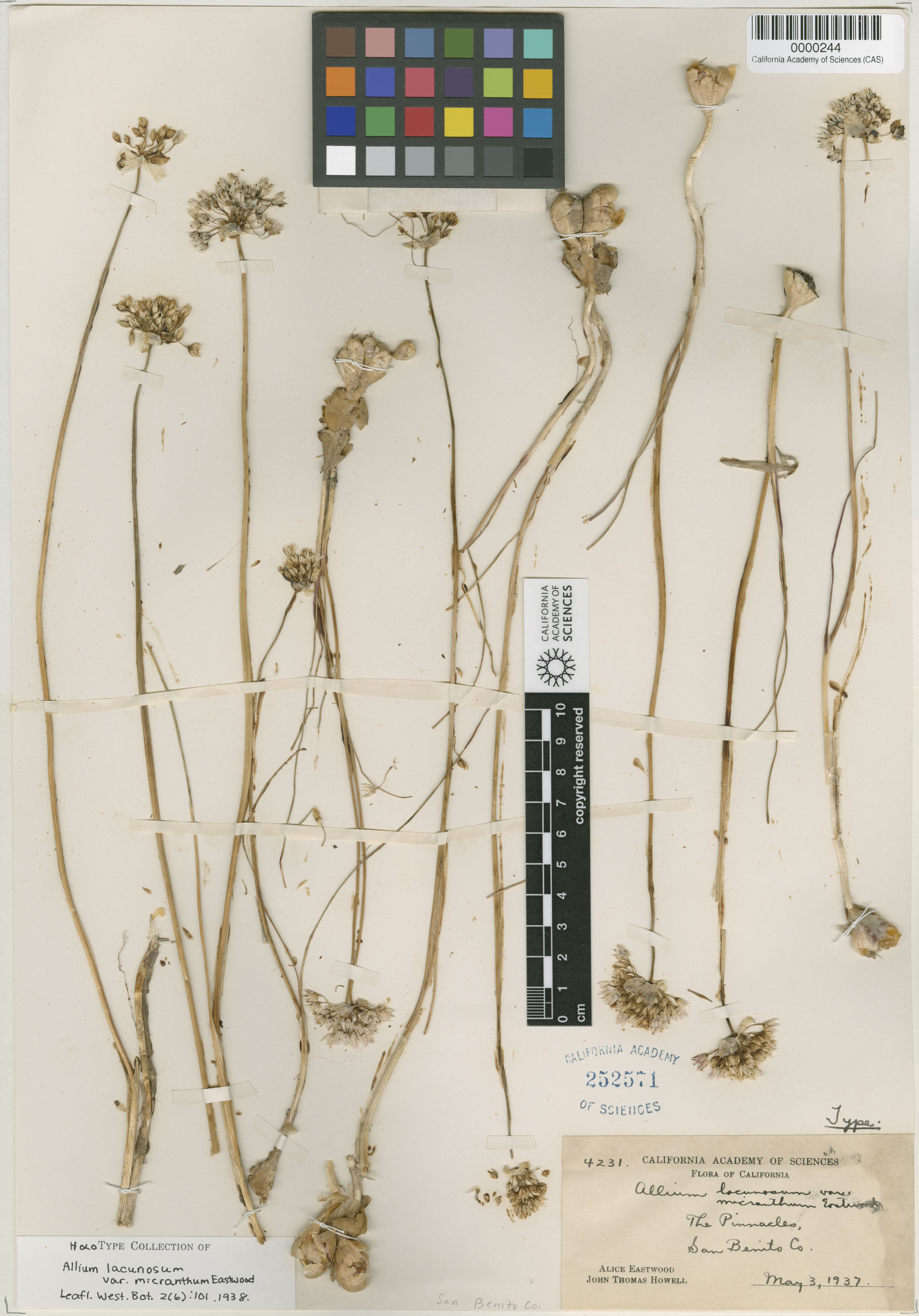 Allium lacunosum image