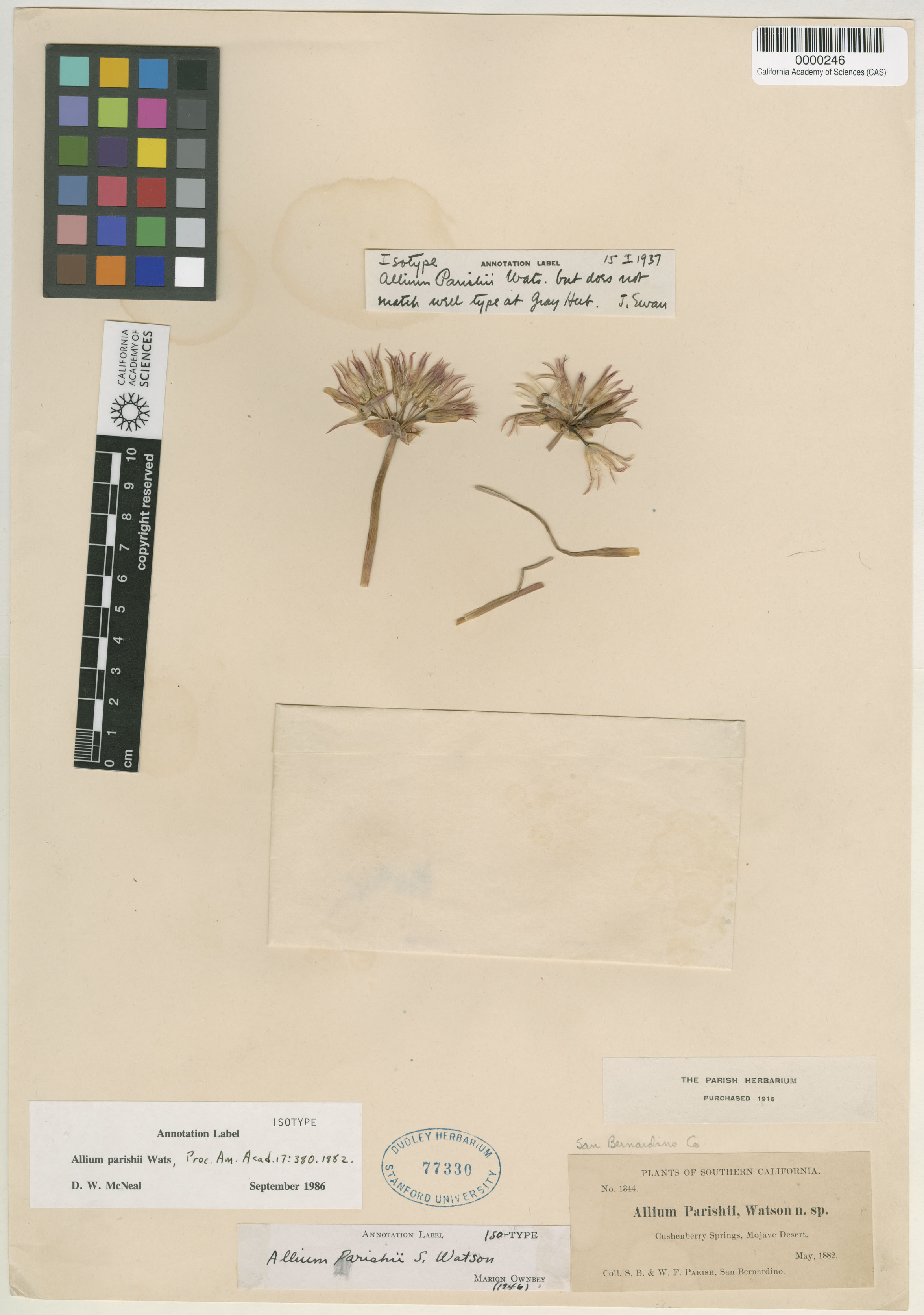 Allium parishii image