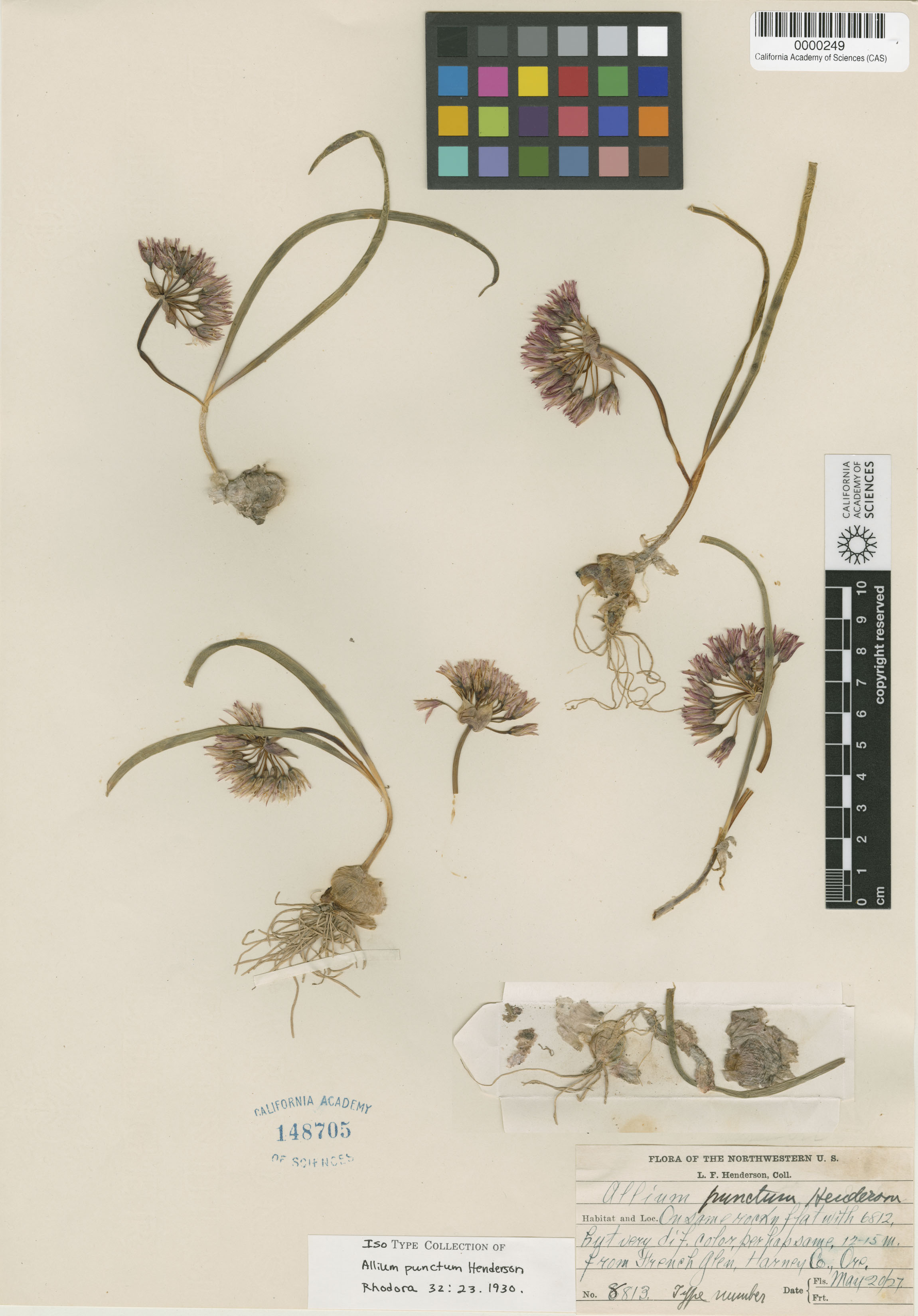 Allium punctum image