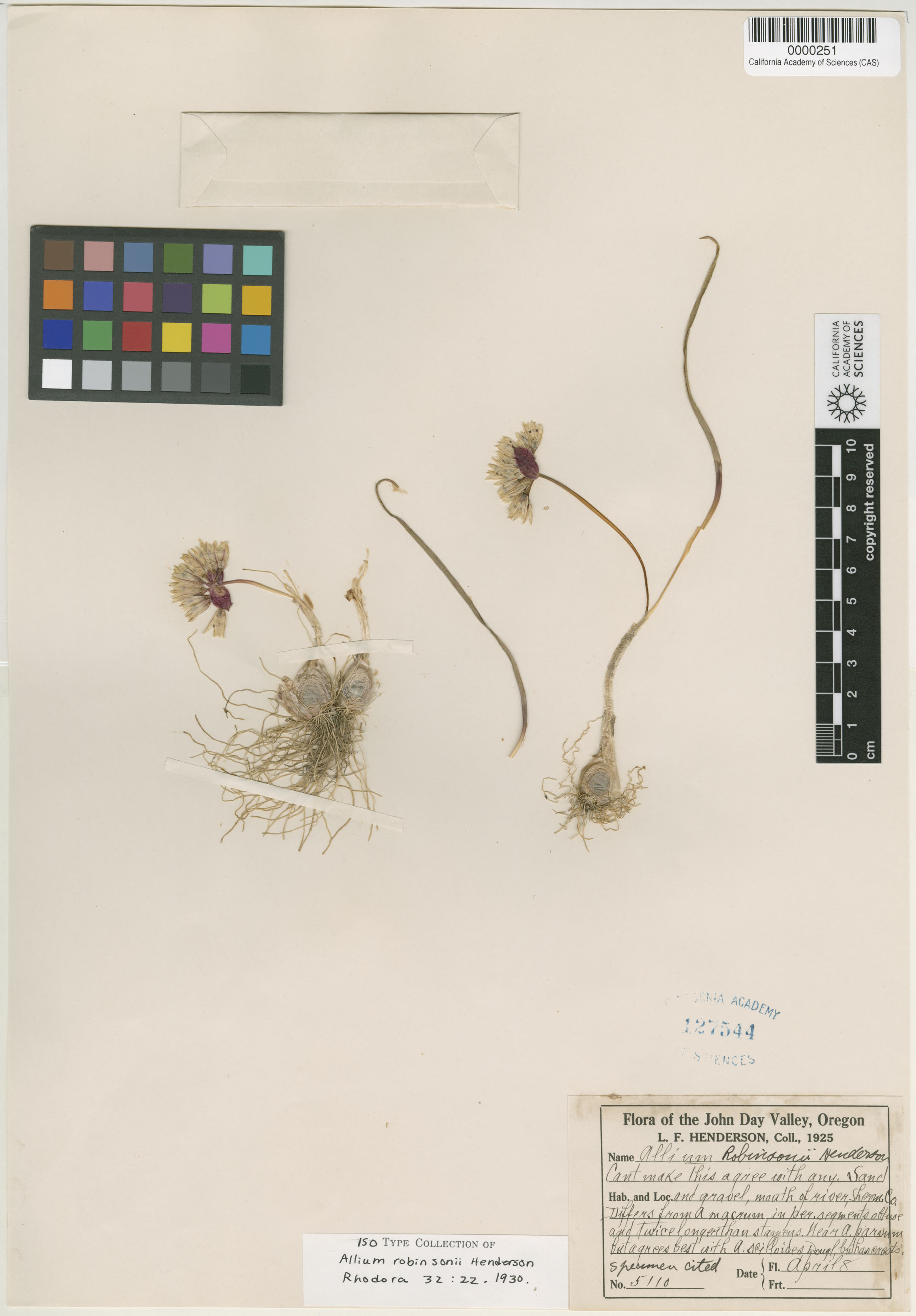 Allium robinsonii image