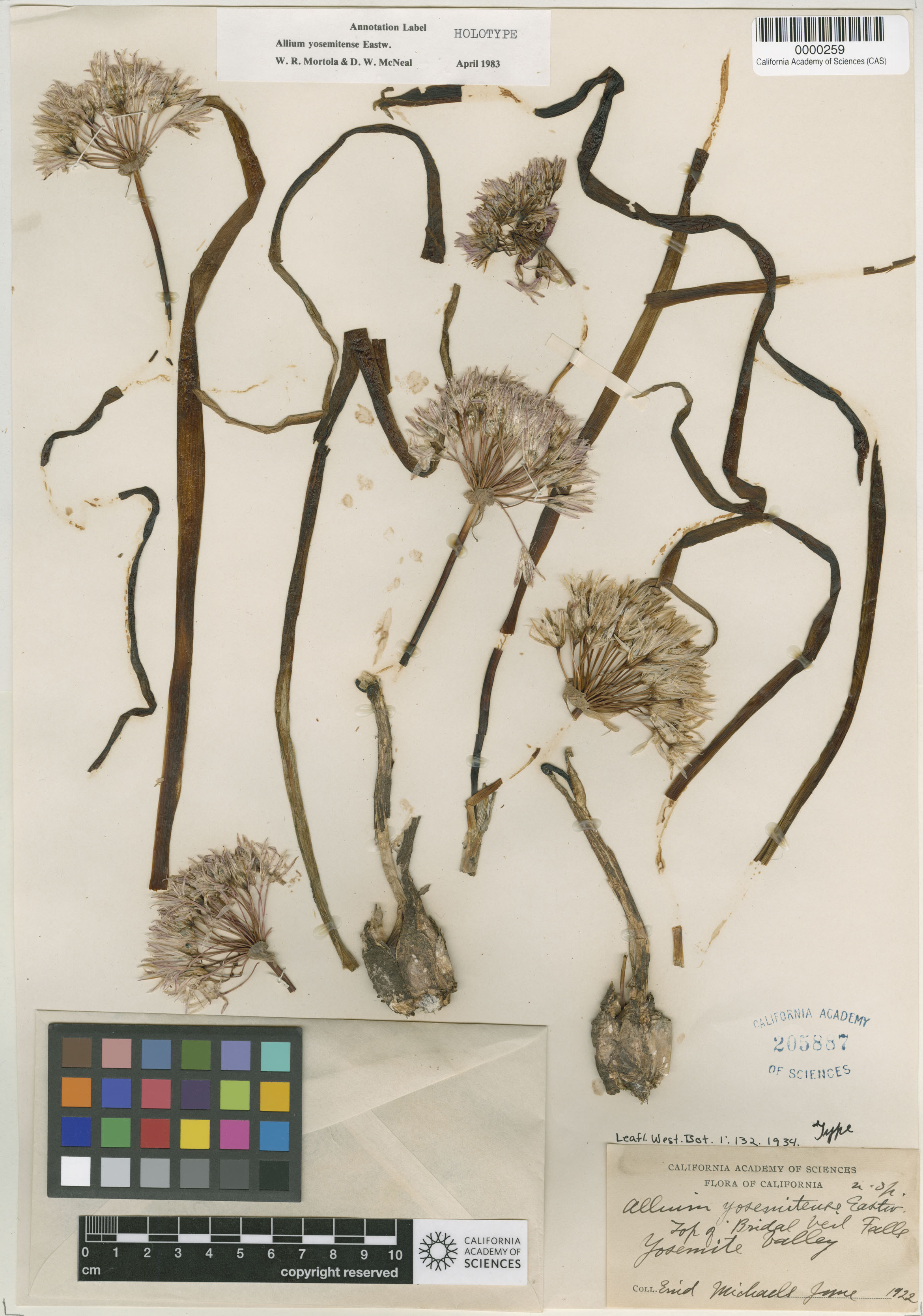 Allium yosemitense image