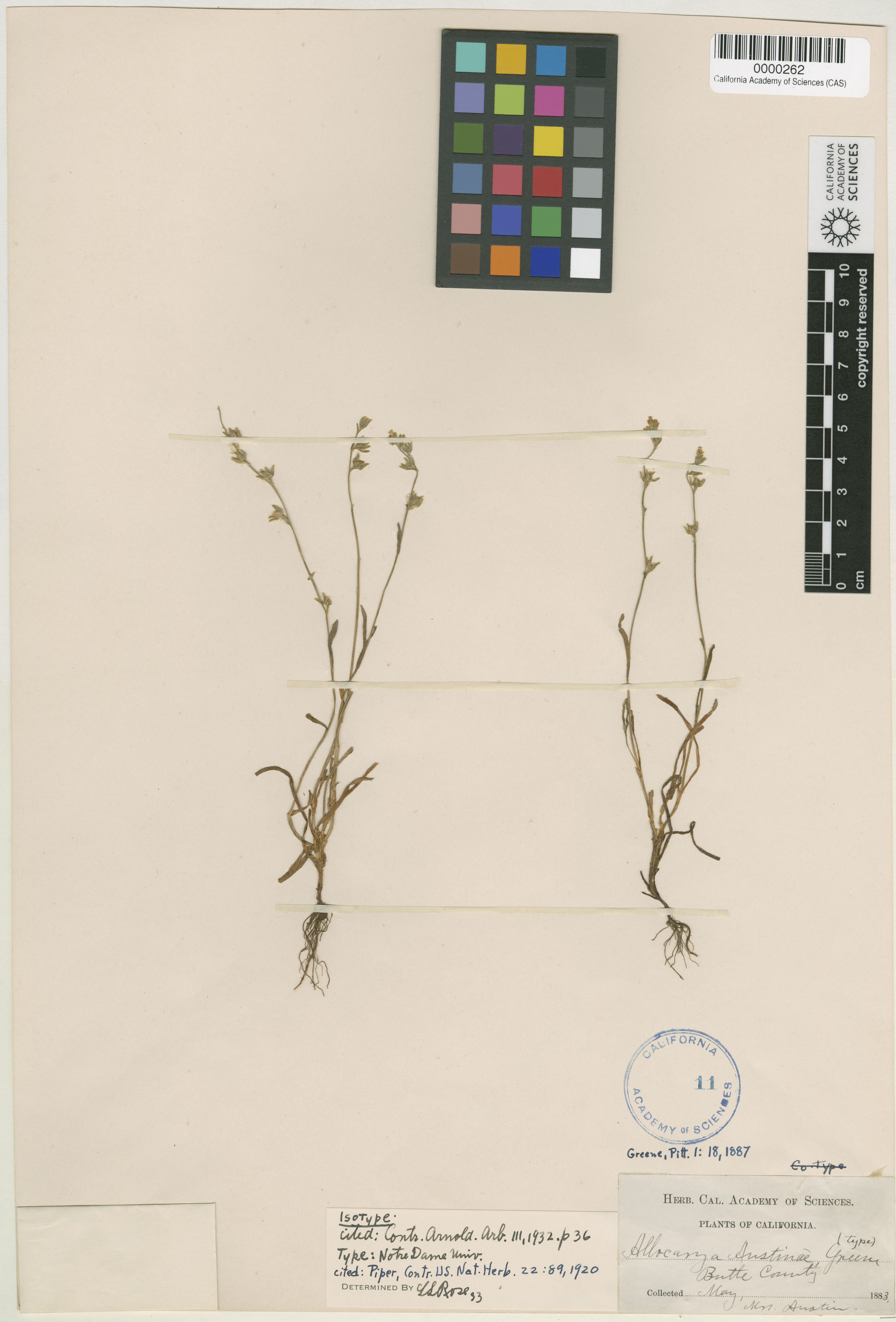 Plagiobothrys austiniae image