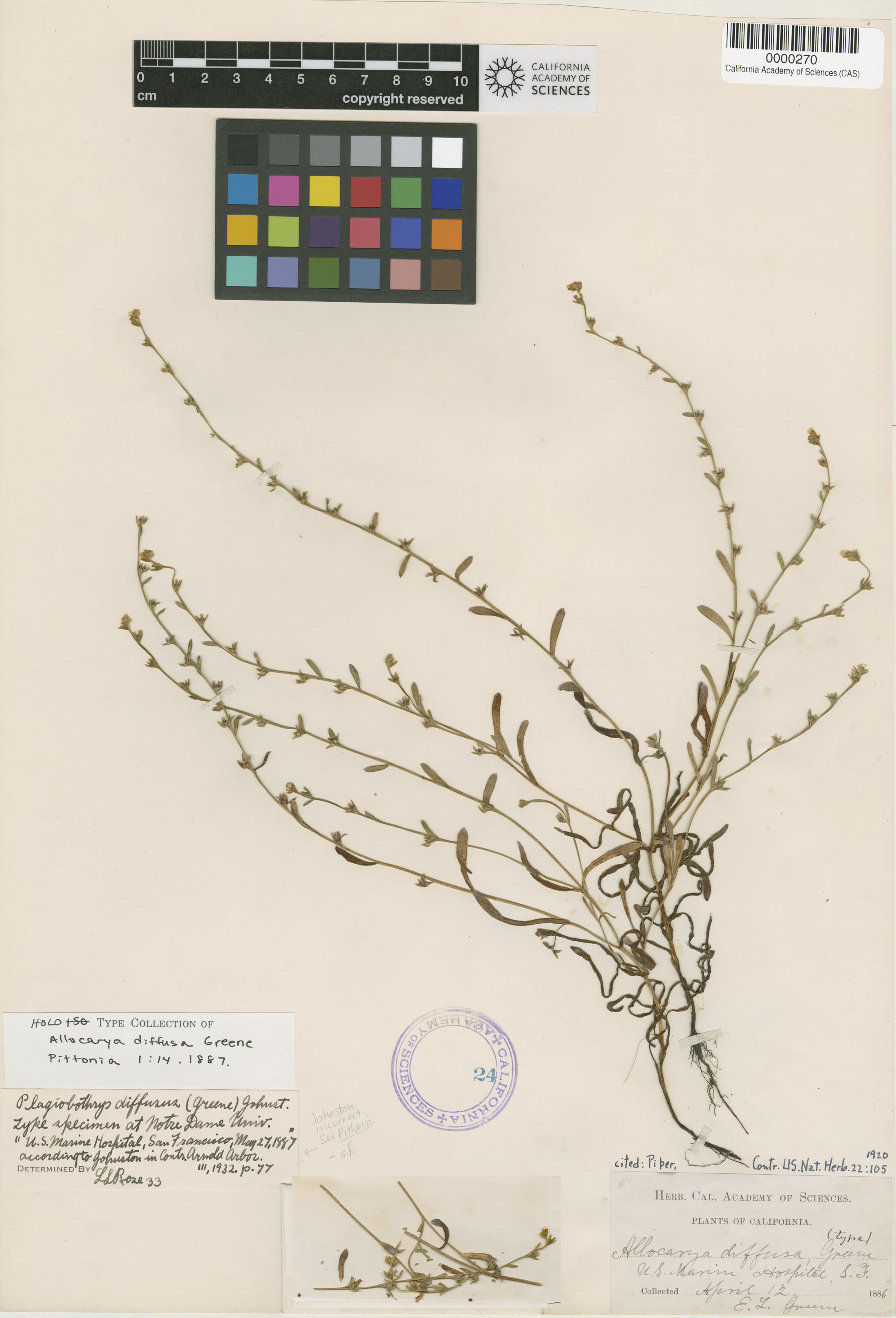 Allocarya diffusa image