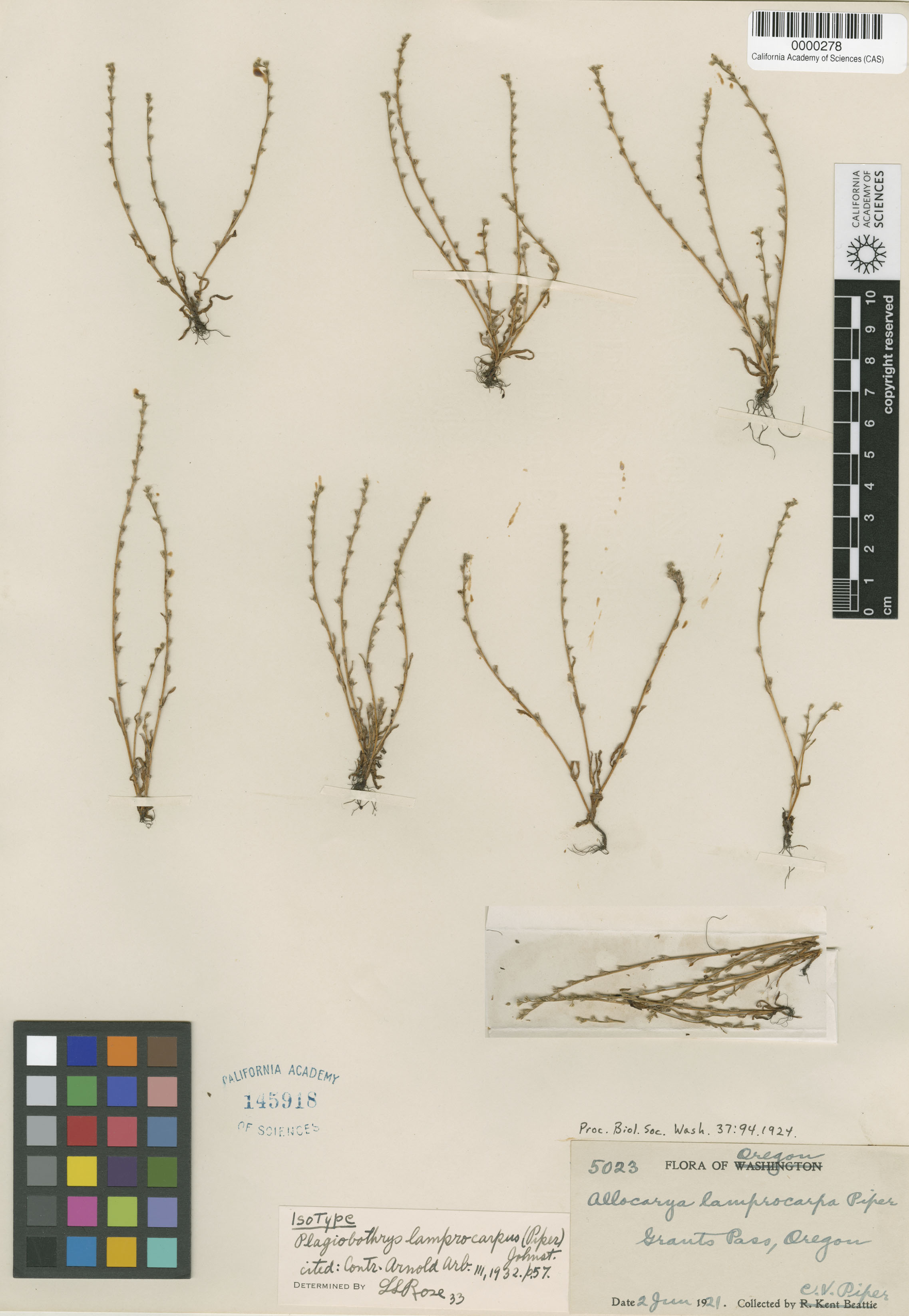 Plagiobothrys lamprocarpus image