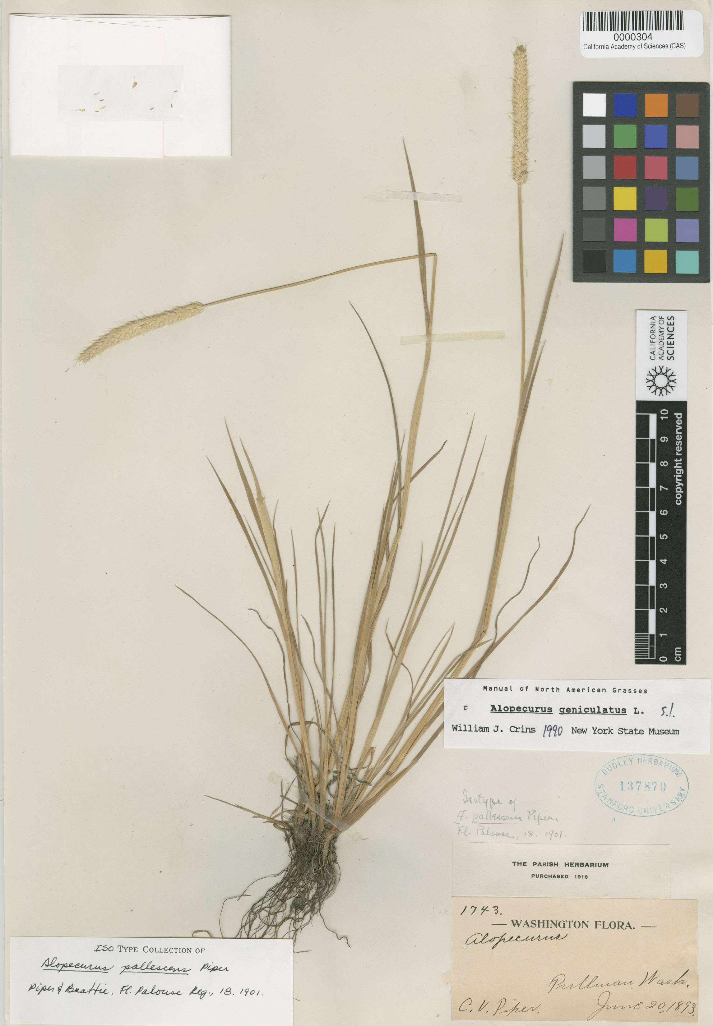 Alopecurus geniculatus image