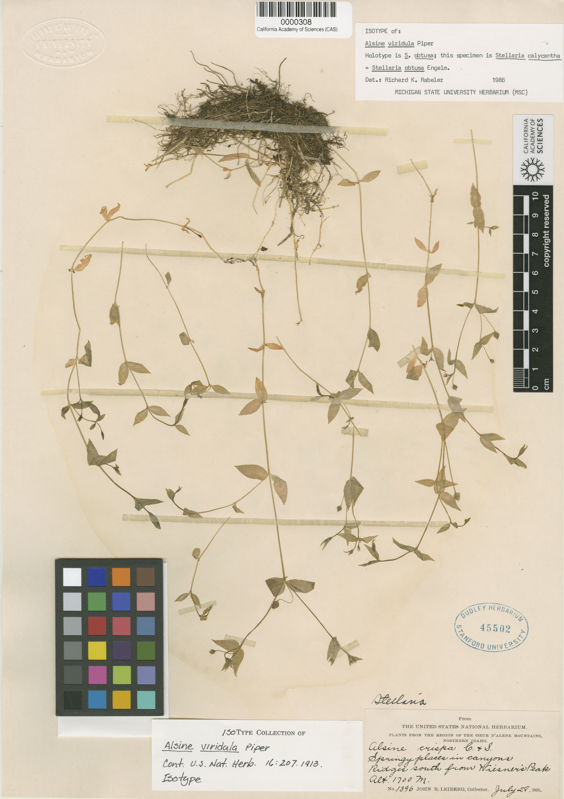 Stellaria obtusa image