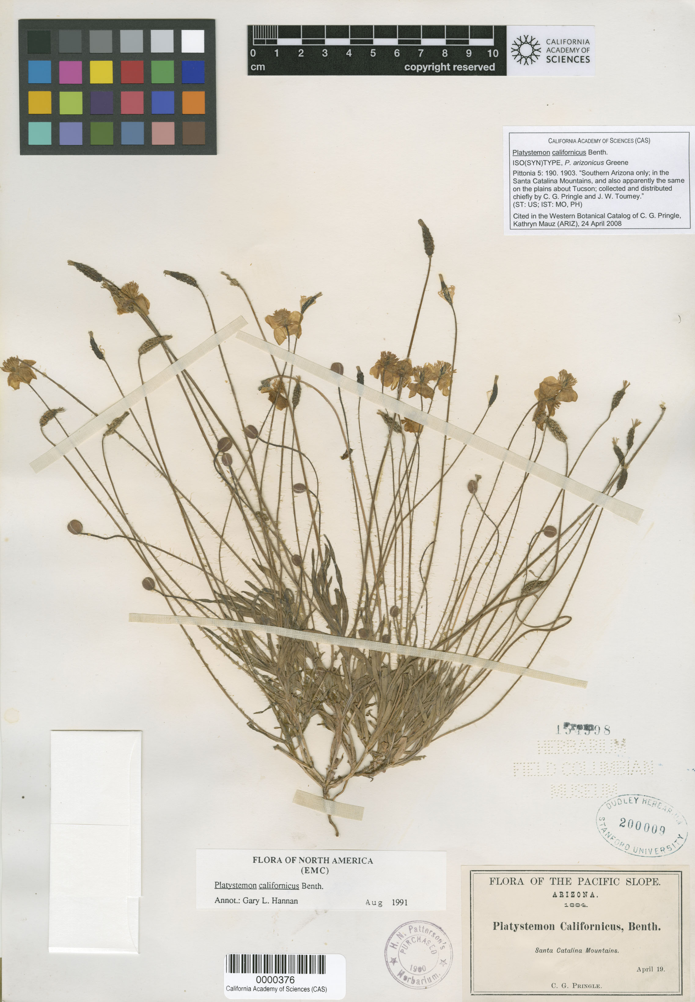 Papaveraceae image