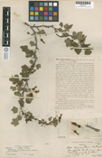 Ribes oligacanthum image