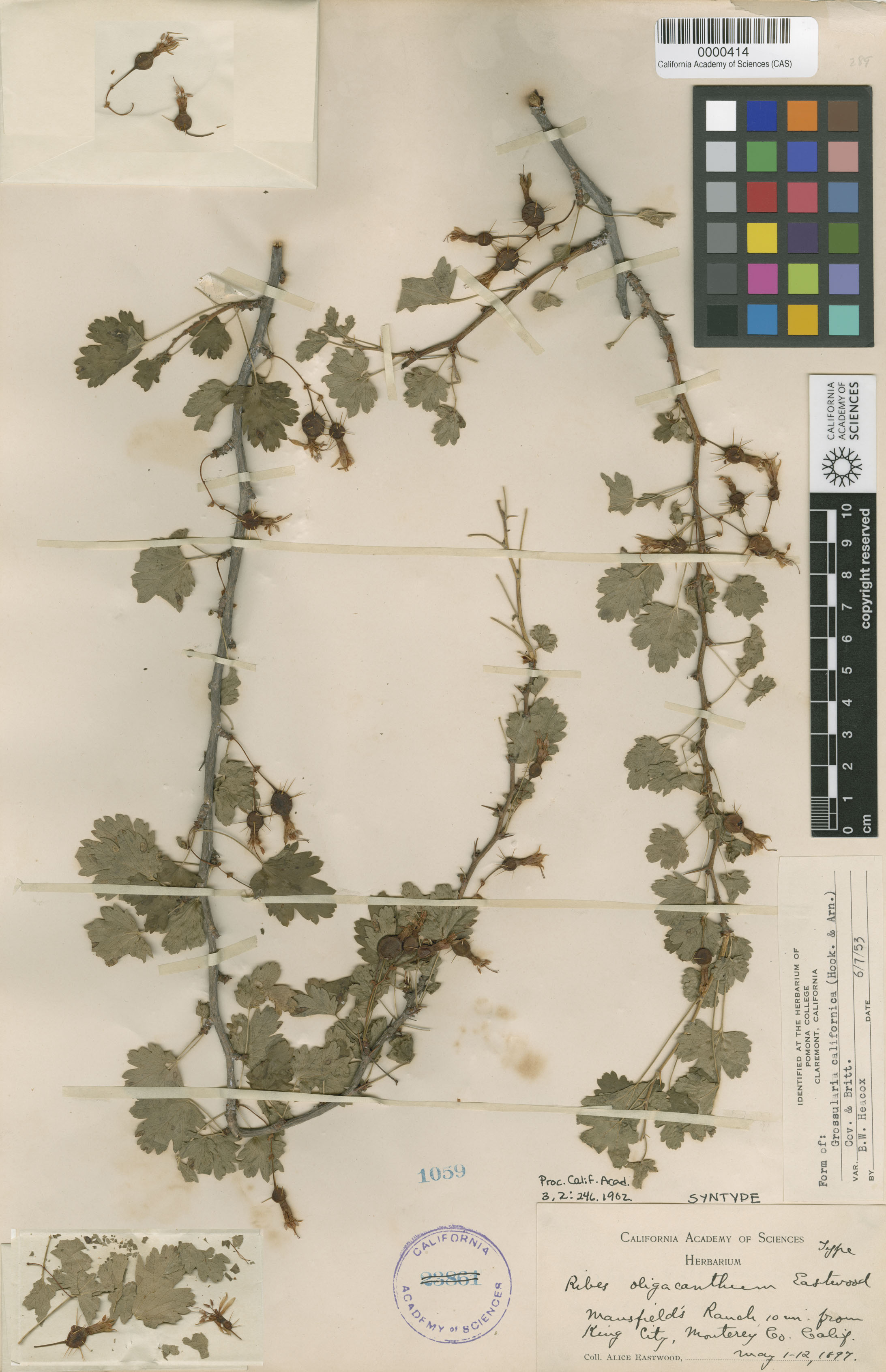 Ribes oligacanthum image