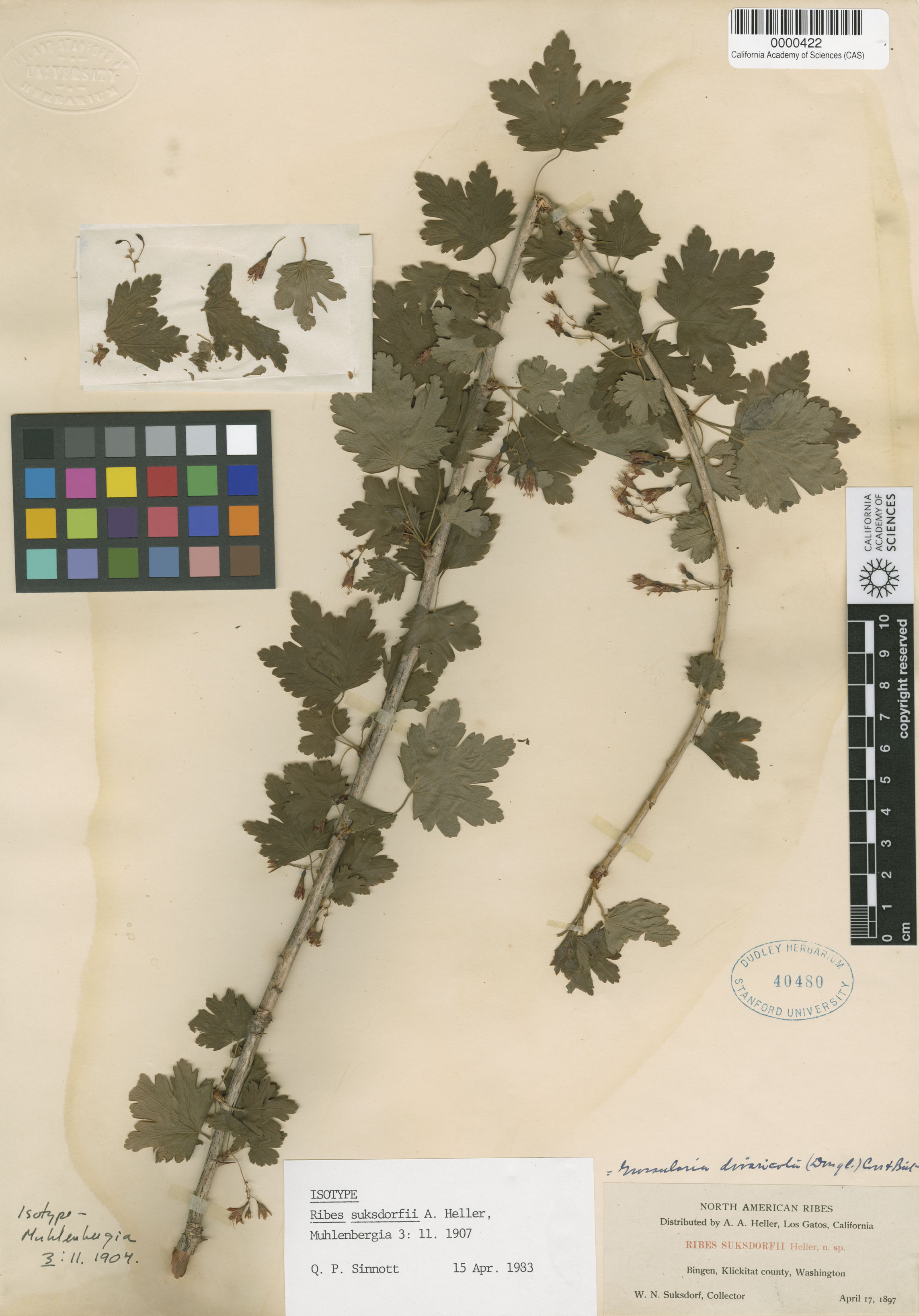 Ribes suksdorfii image