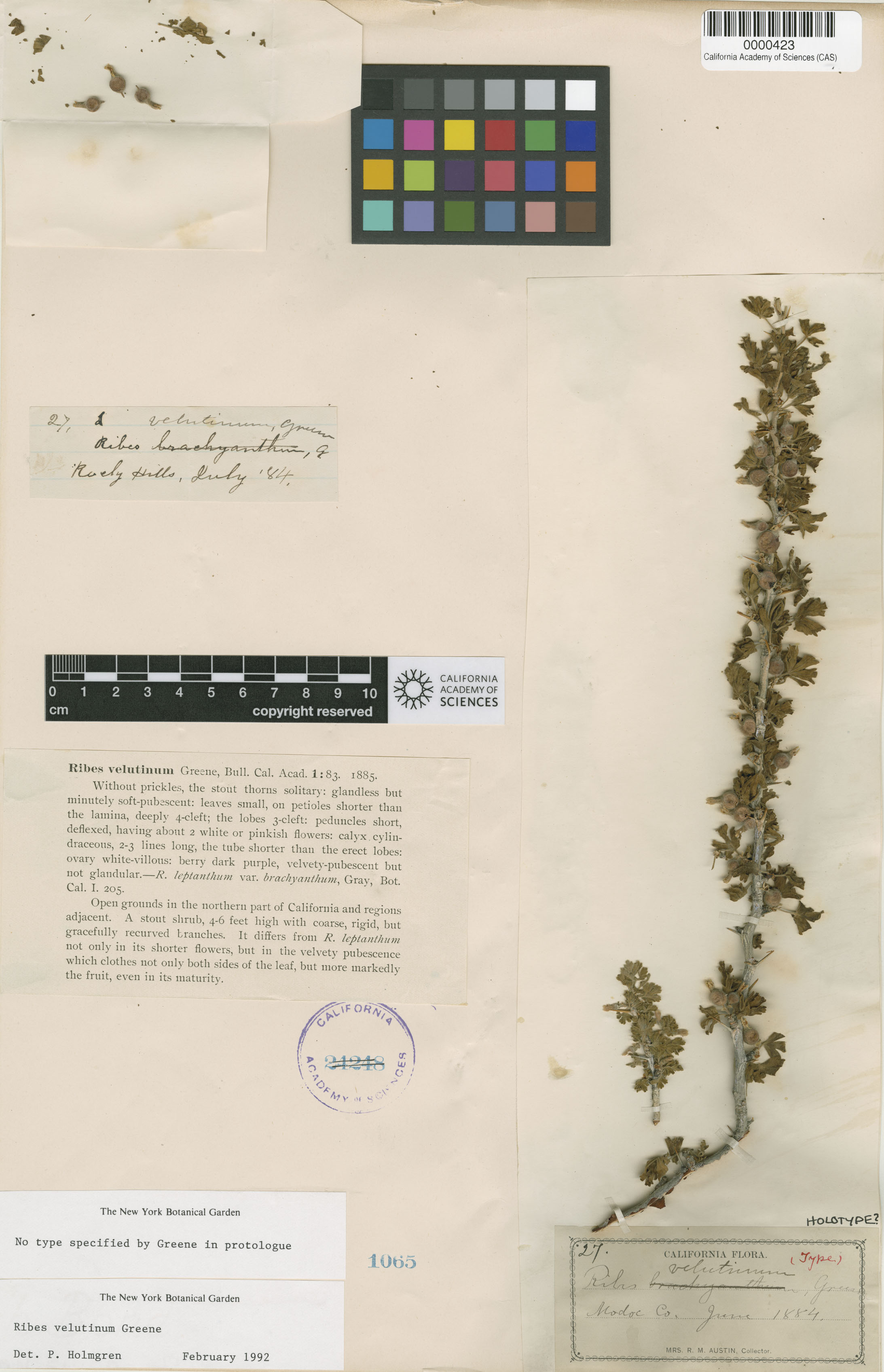 Ribes velutinum image