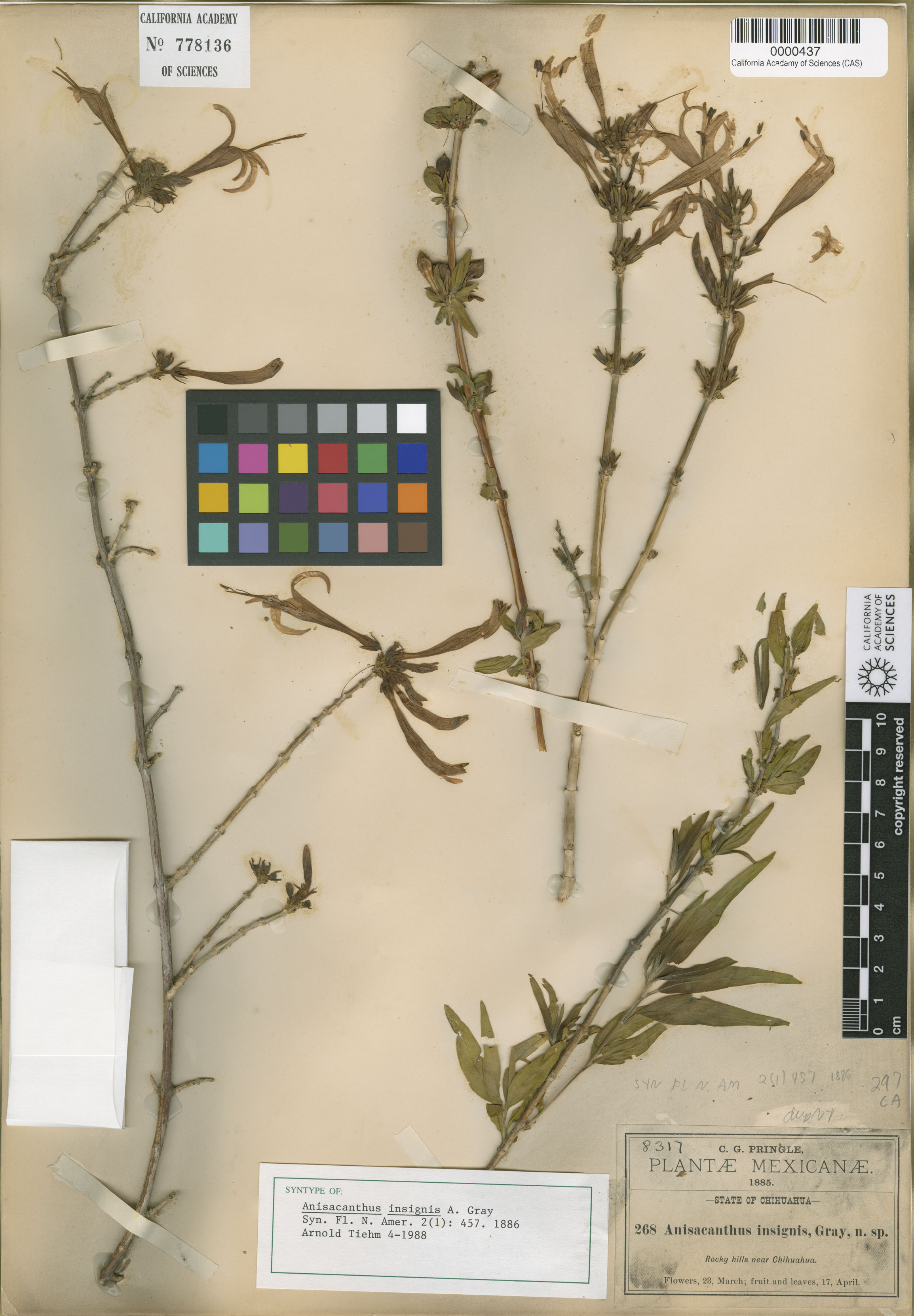 Anisacanthus puberulus image