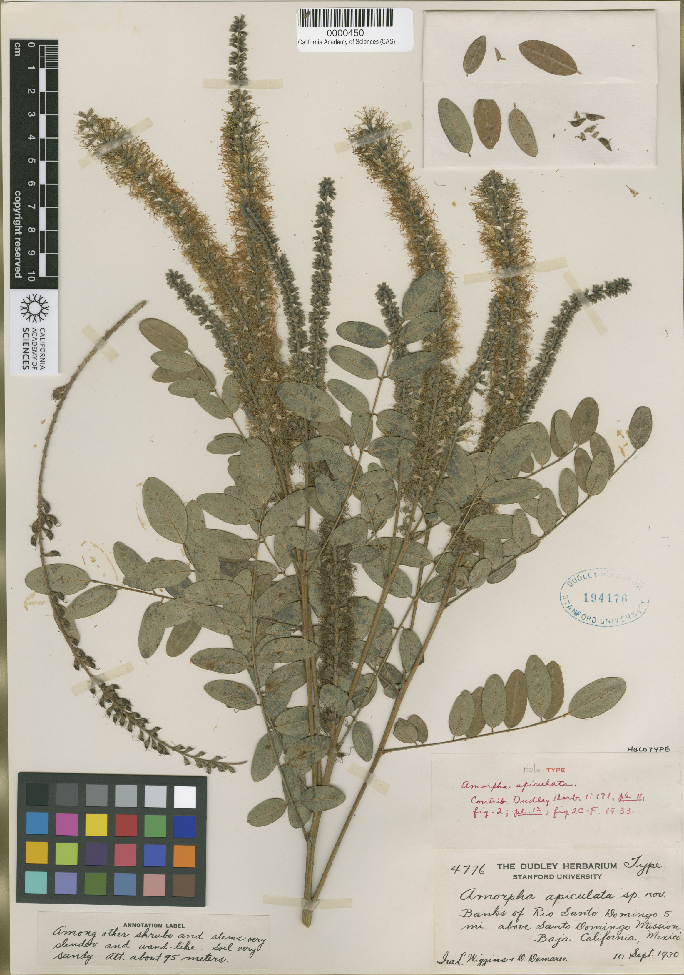 Amorpha apiculata image