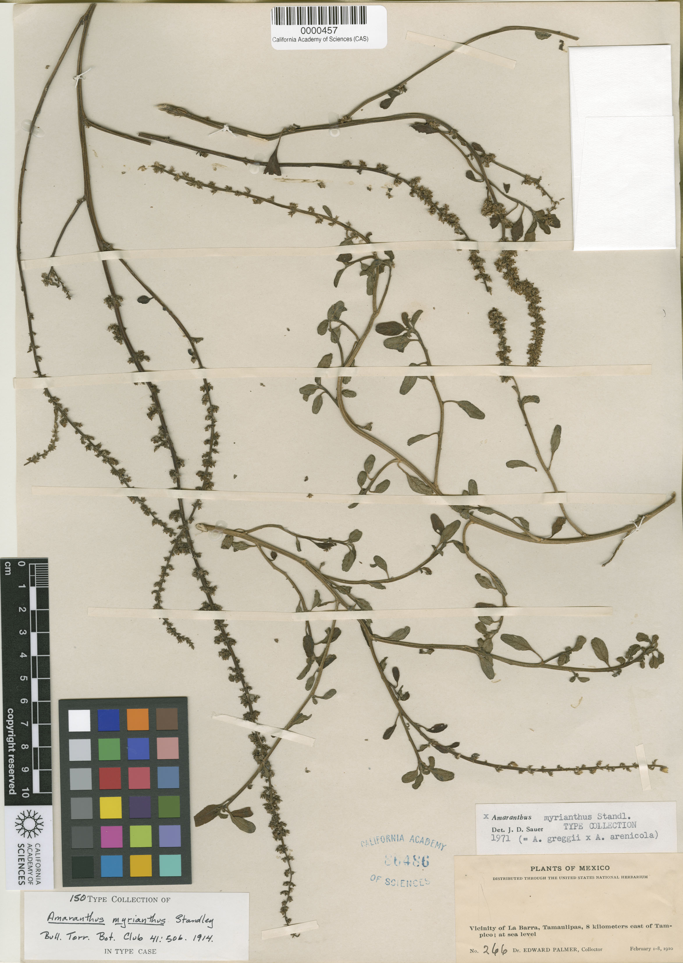Amaranthus greggii image