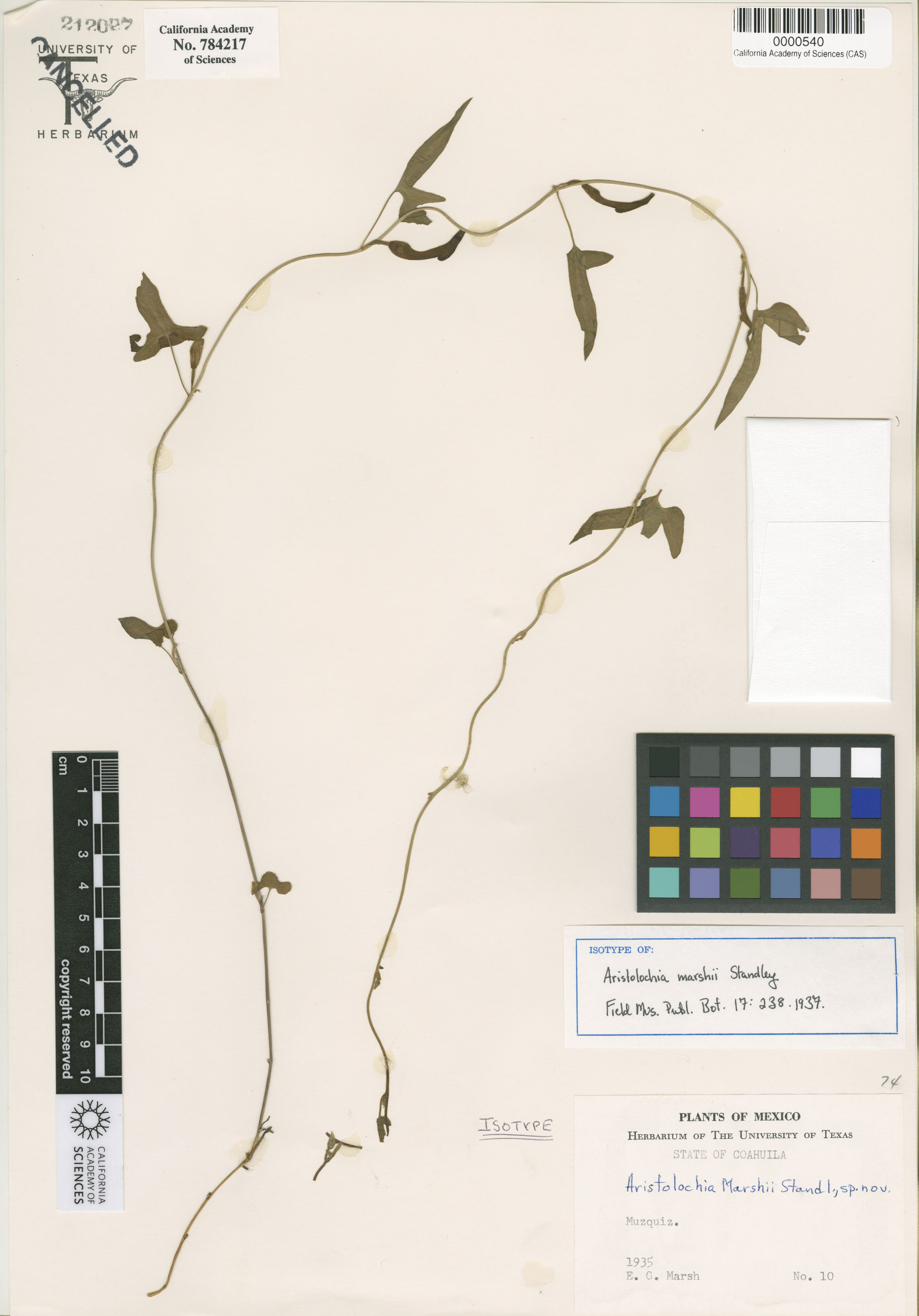 Aristolochiaceae image