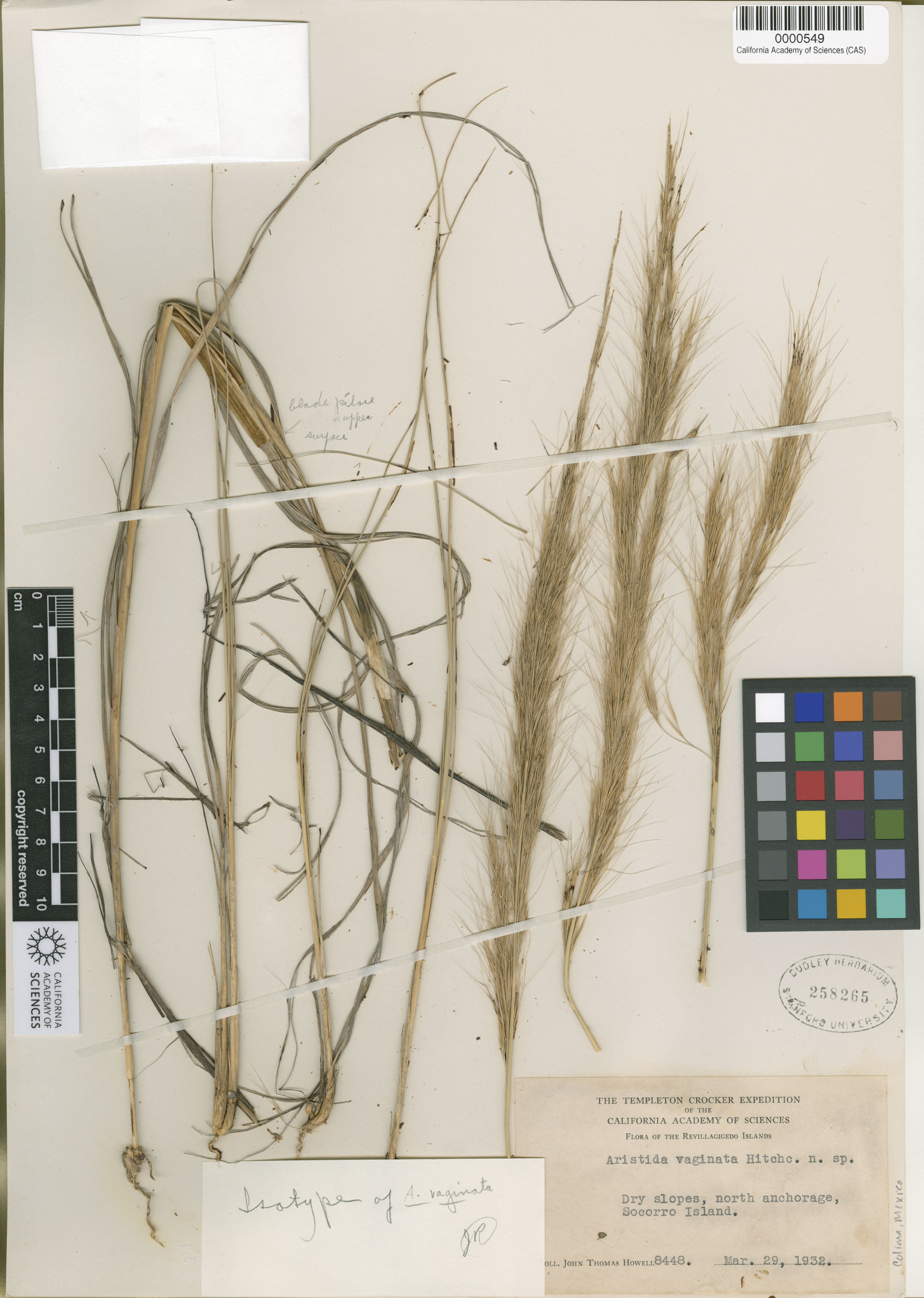 Aristida vaginata image