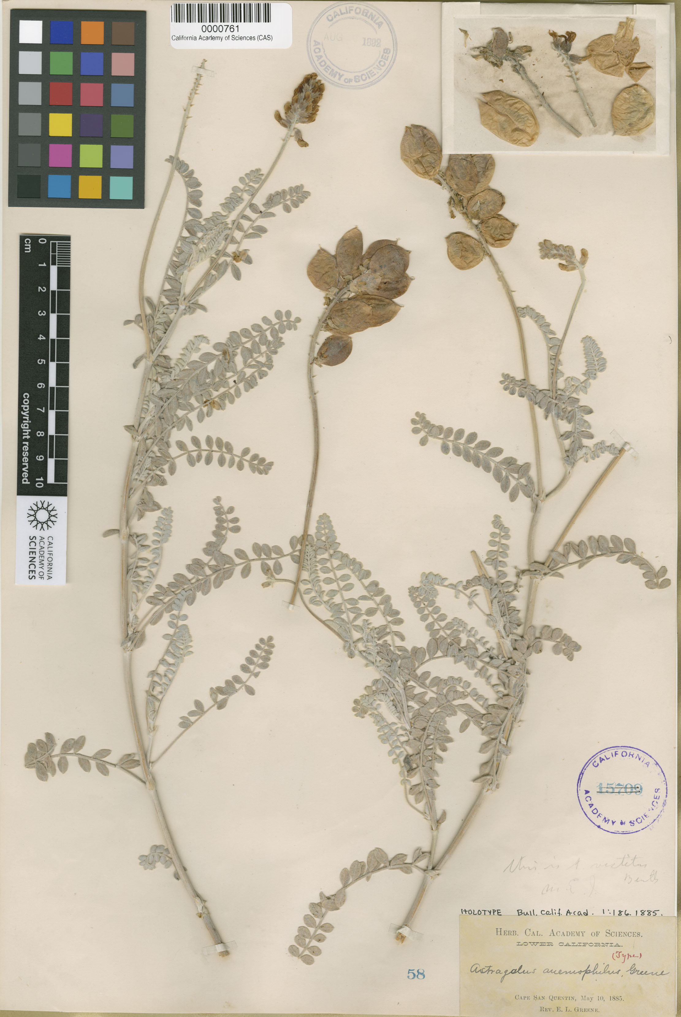 Astragalus anemophilus image