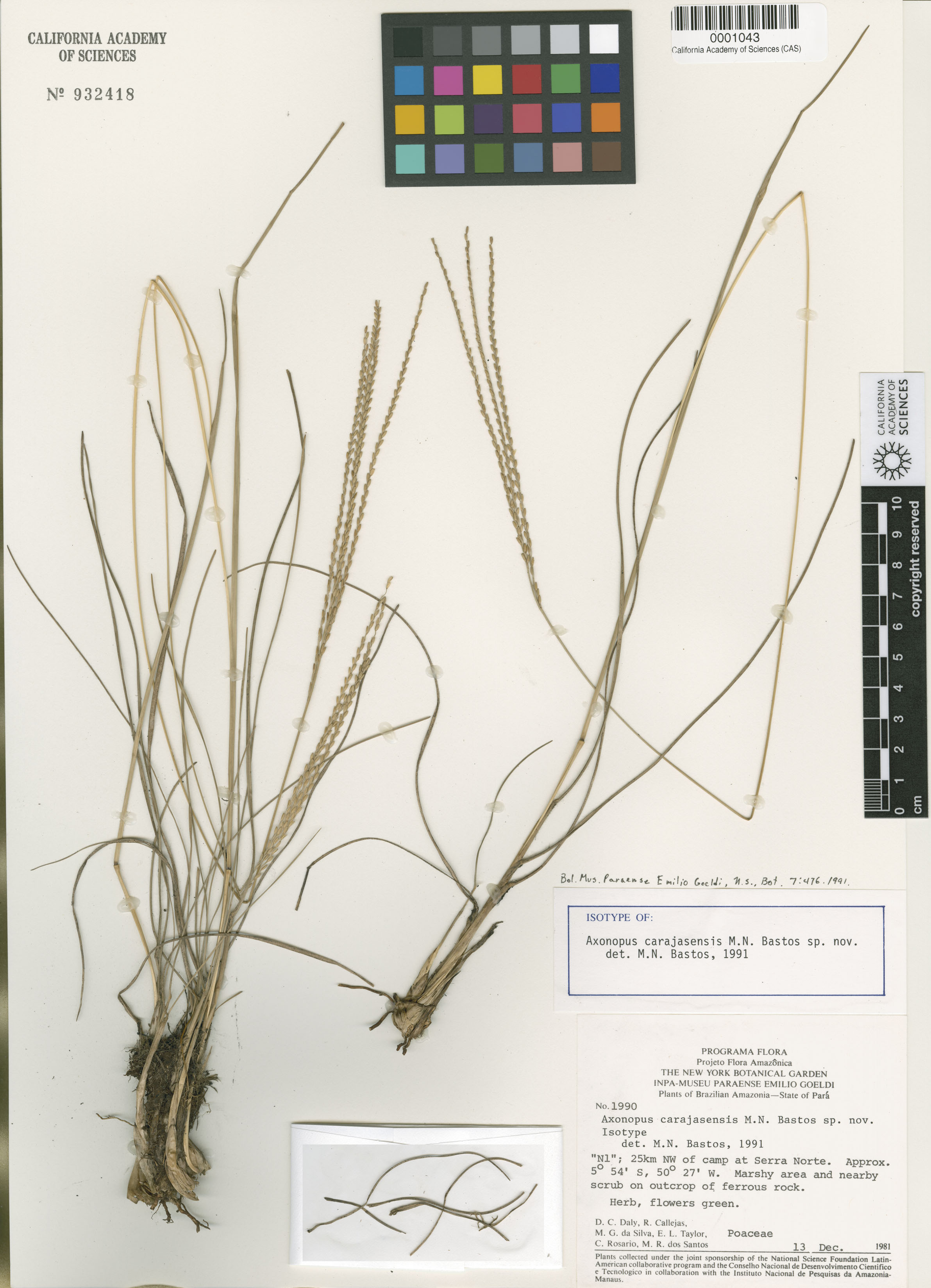 Axonopus carajasensis image