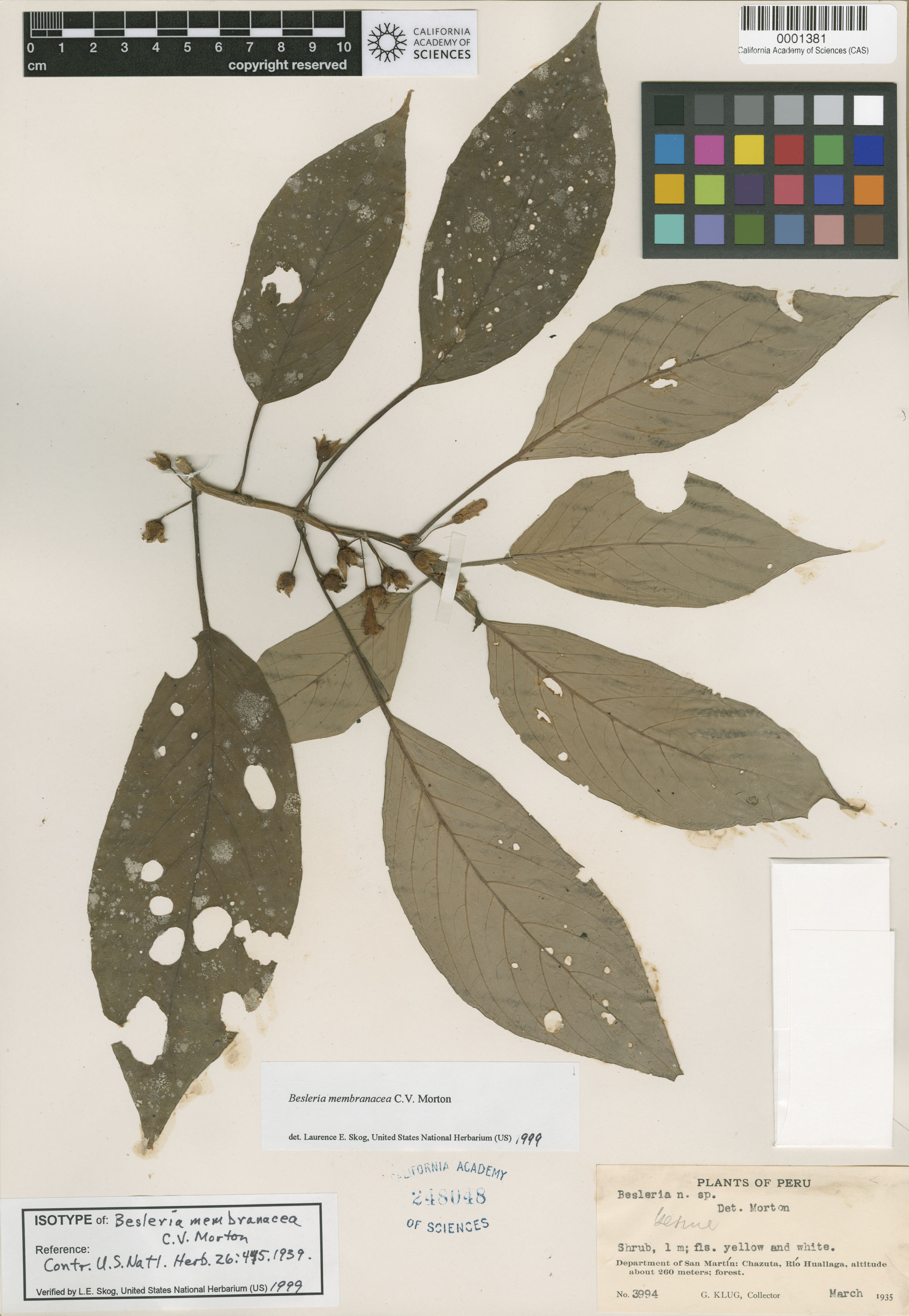 Besleria membranacea image