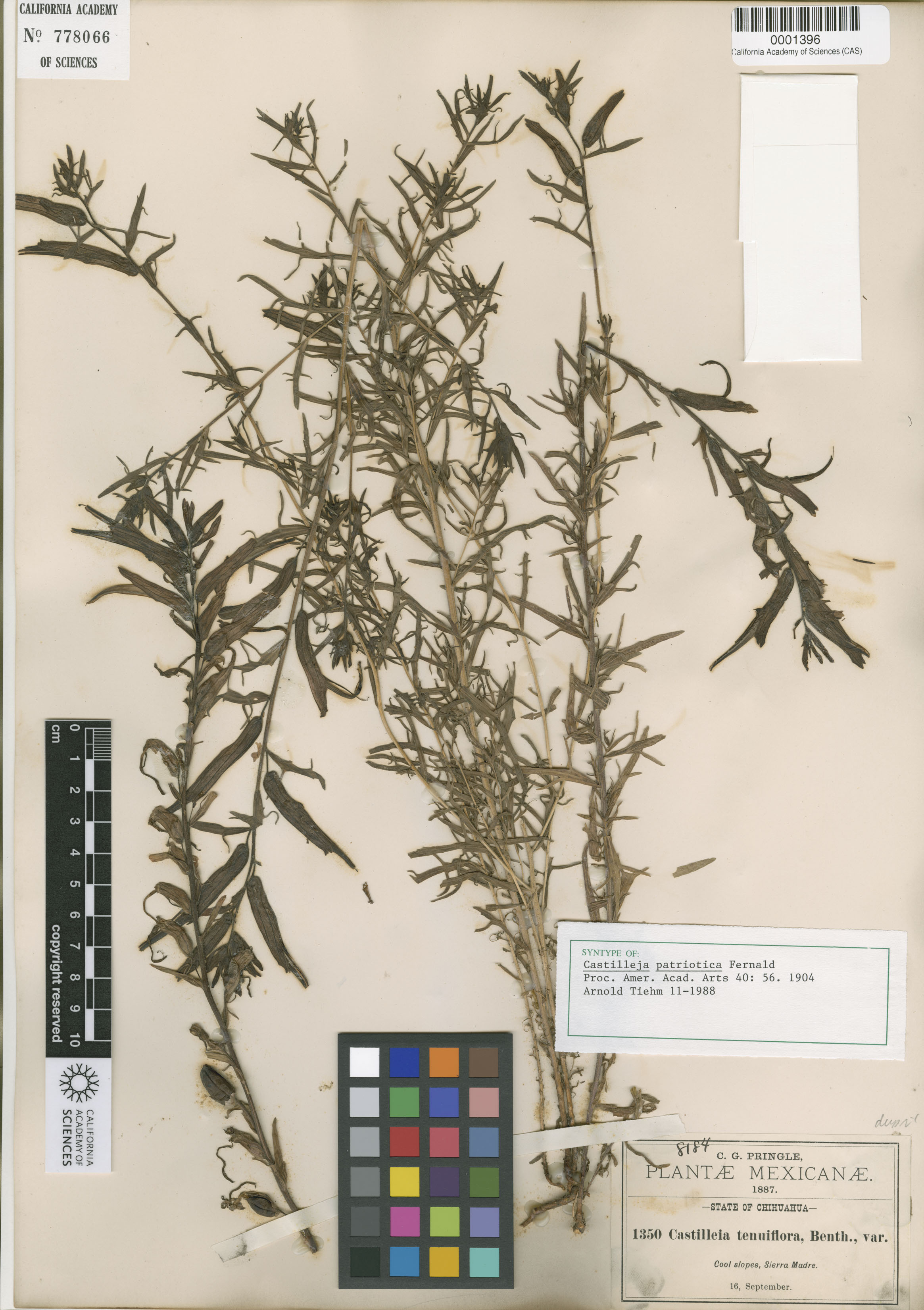 Castilleja patriotica image