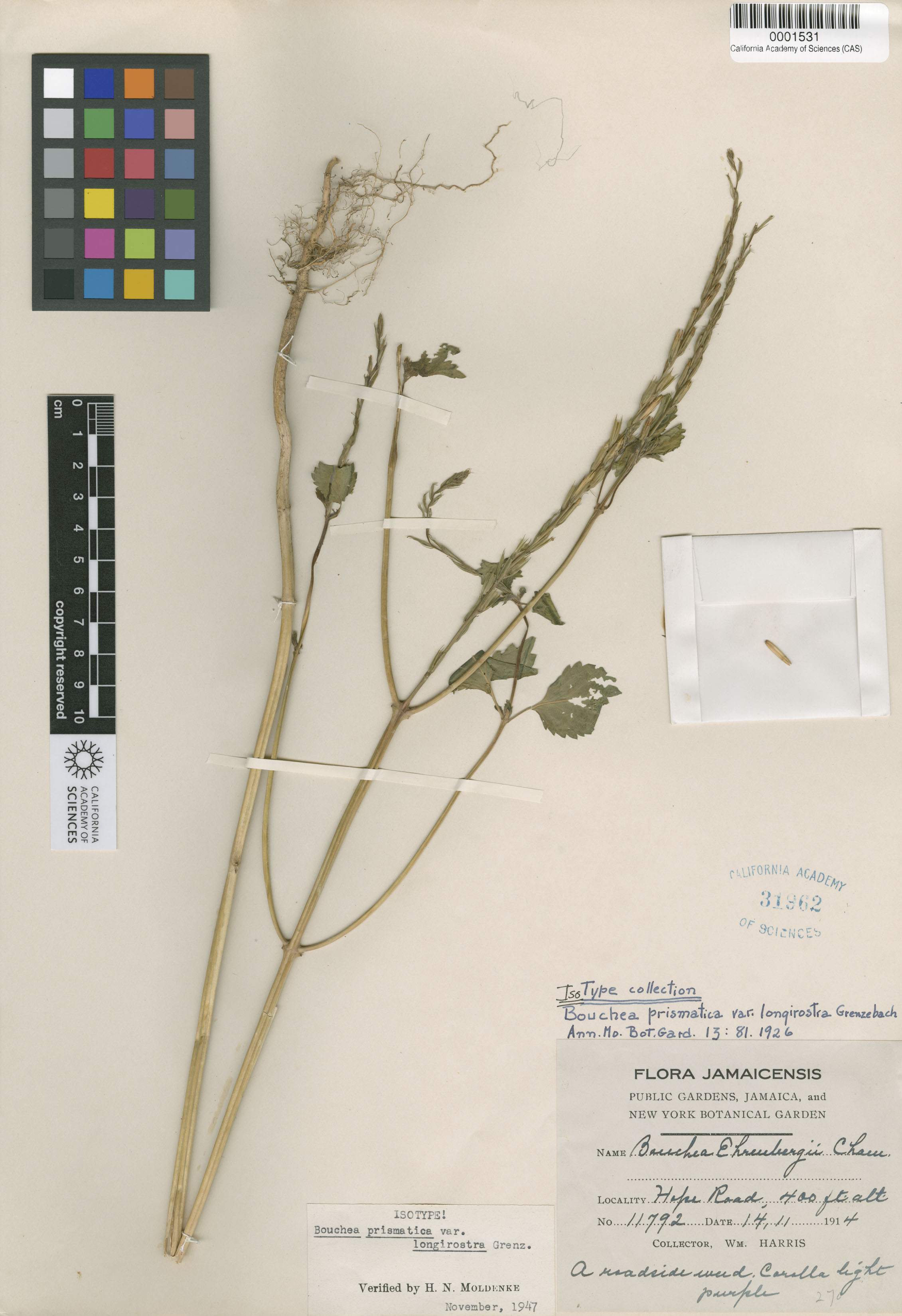 Bouchea prismatica image