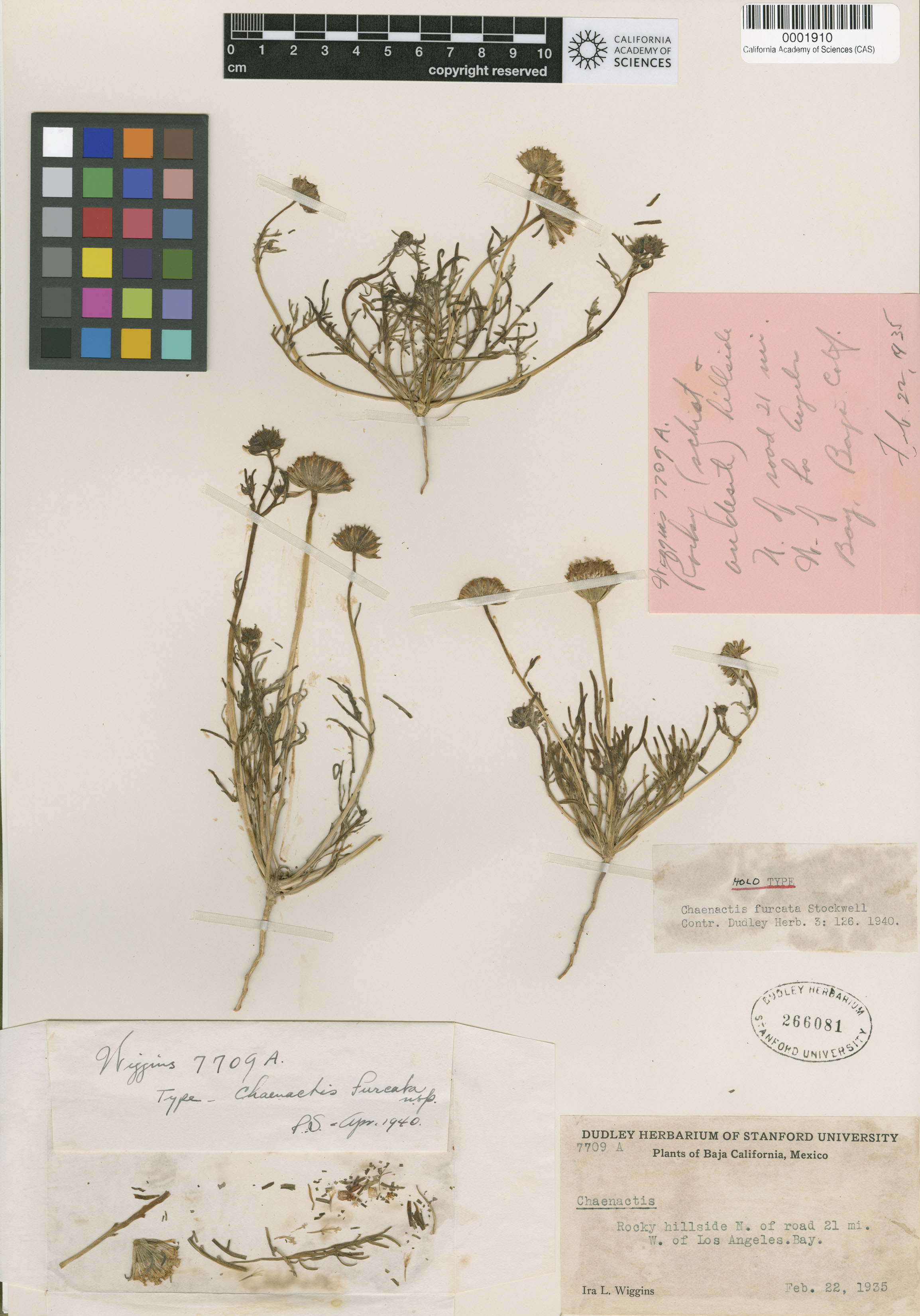 Chaenactis stevioides image