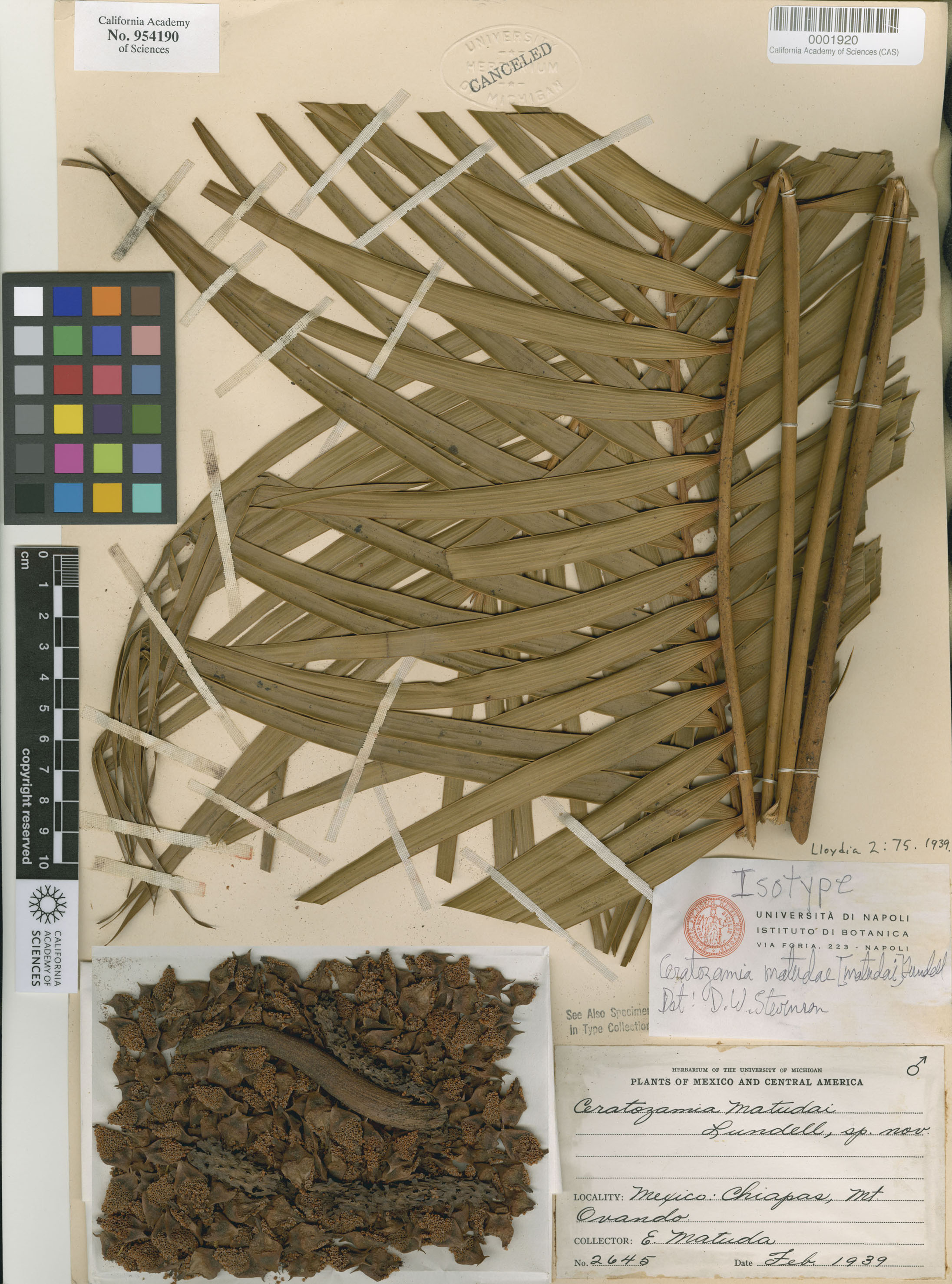 Ceratozamia matudae image
