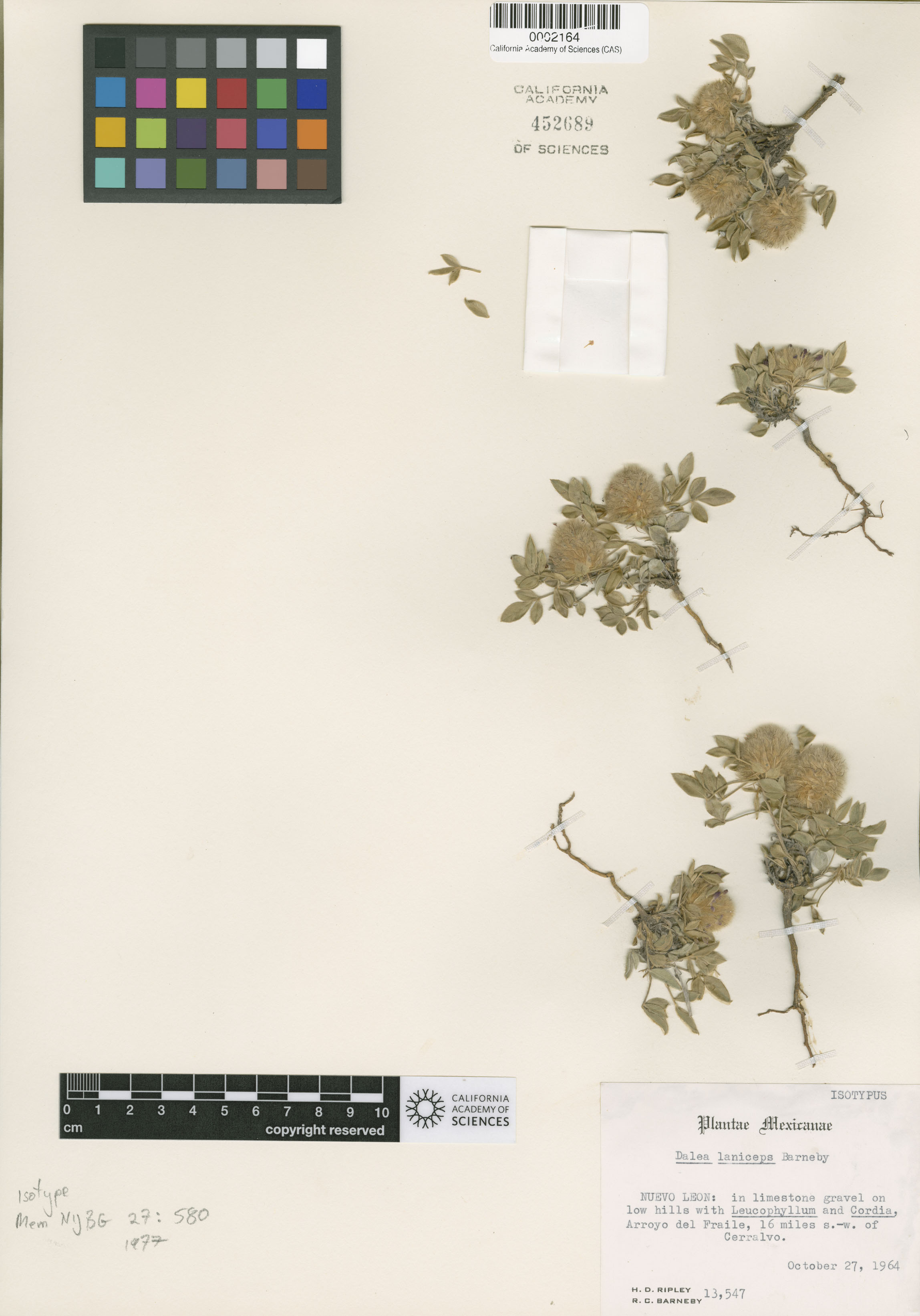 Dalea laniceps image