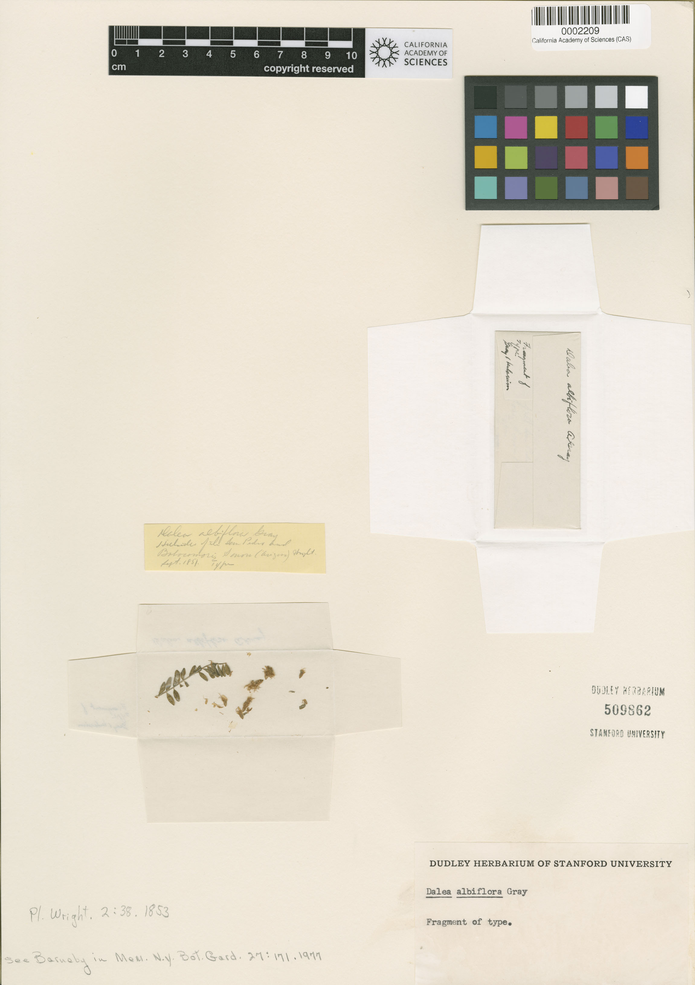 Dalea albiflora image