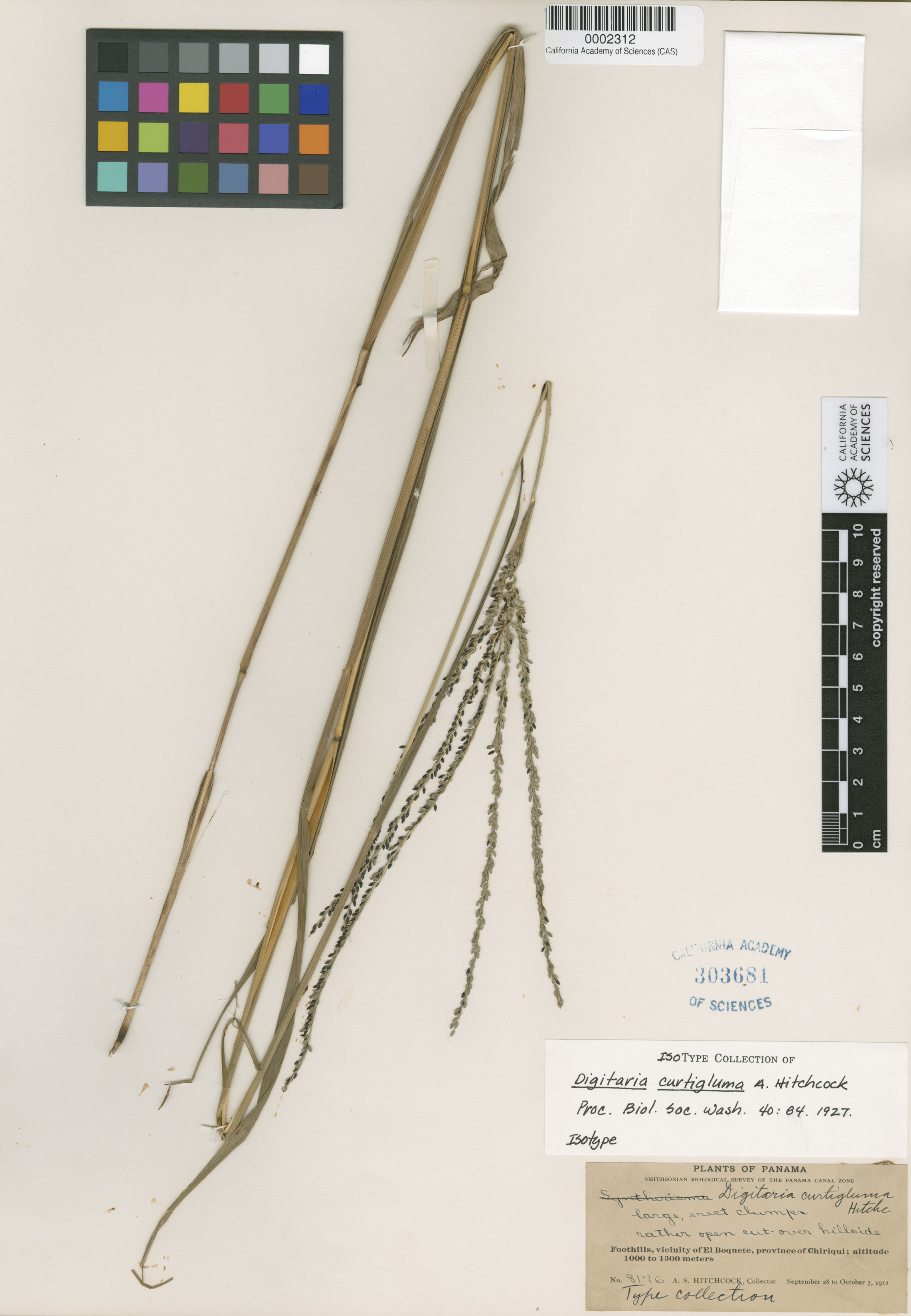 Digitaria curtigluma image
