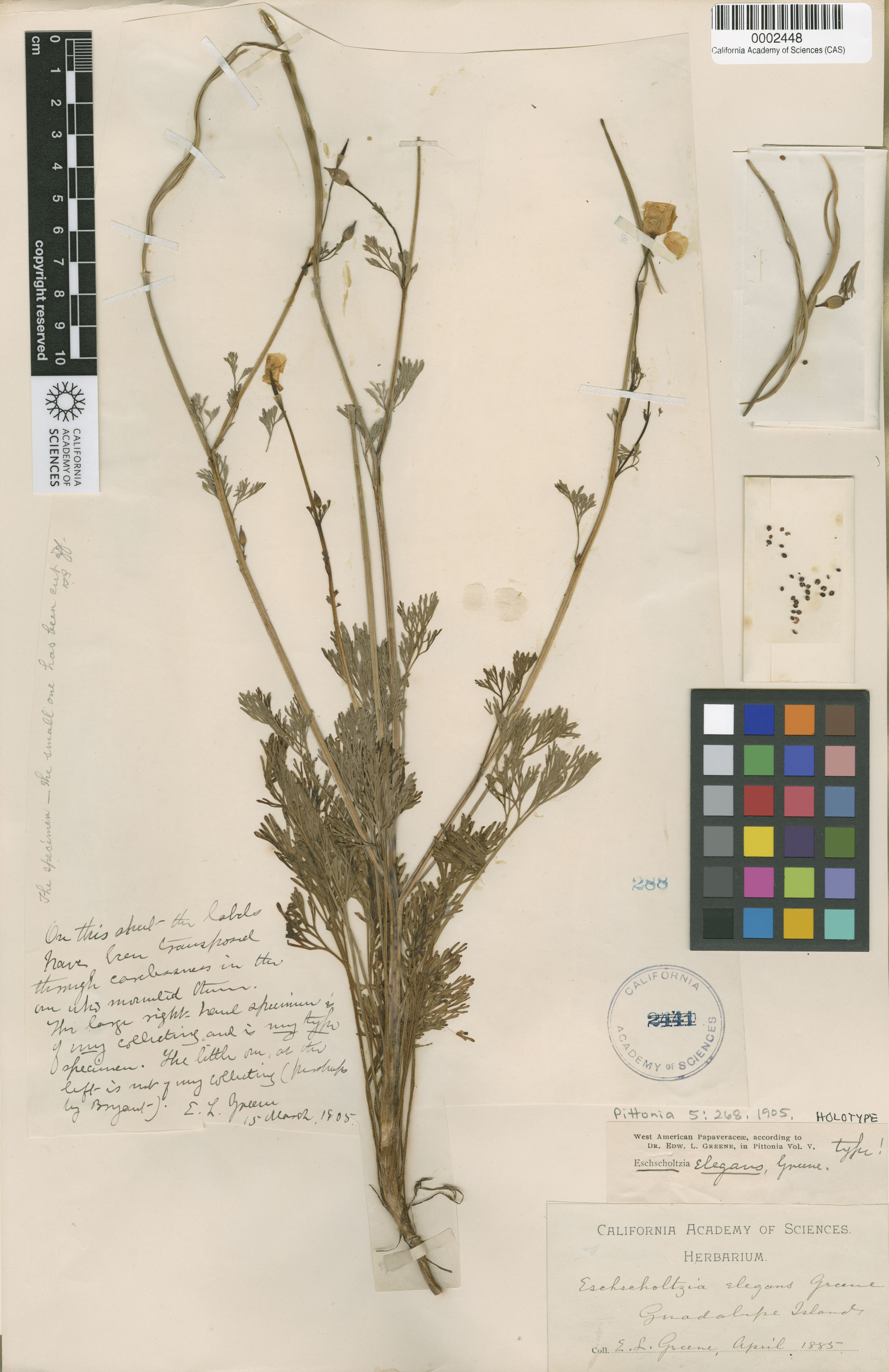 Eschscholzia ramosa image