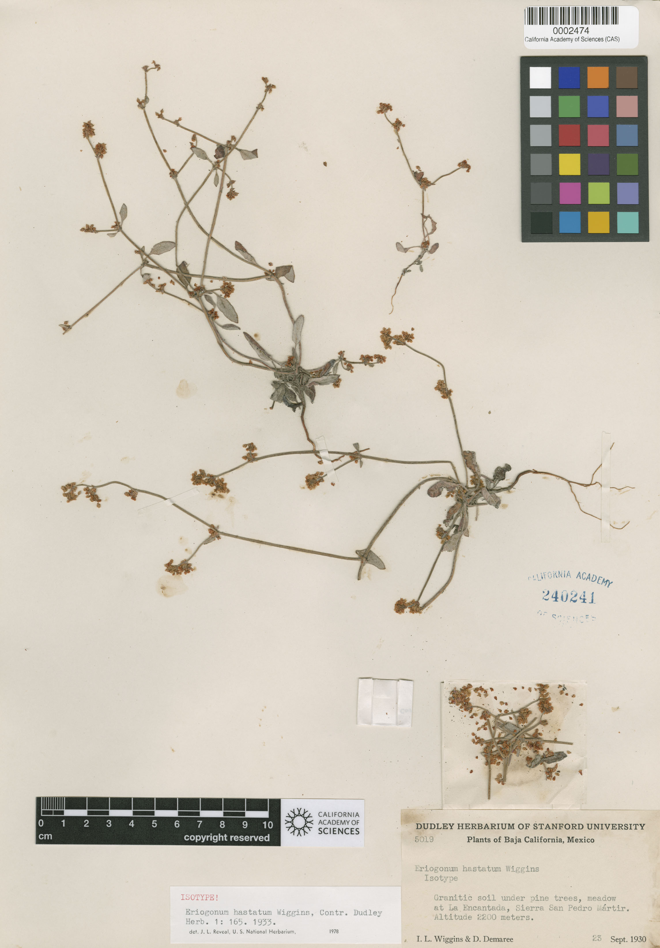 Eriogonum hastatum image